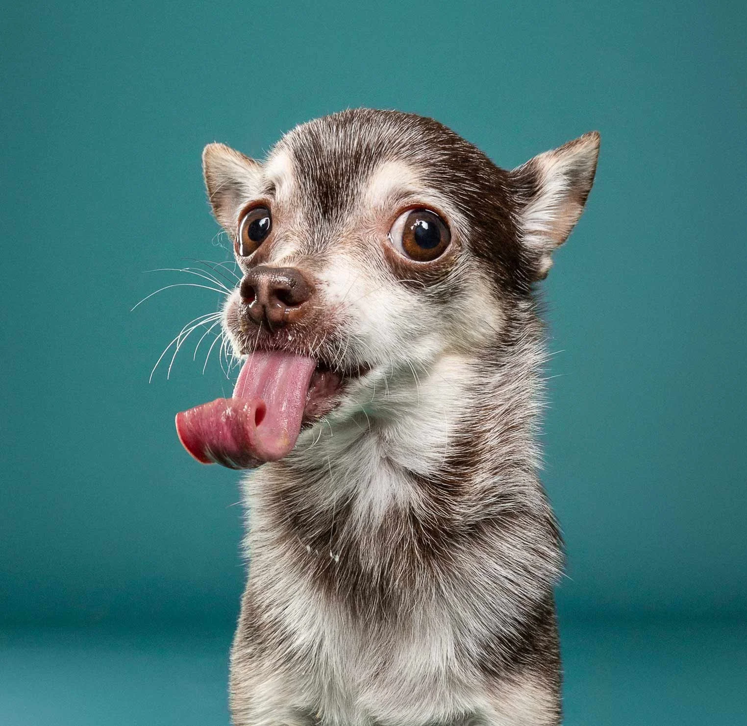A small dog with a gray, white, and black fur coat sticking out its tongue.