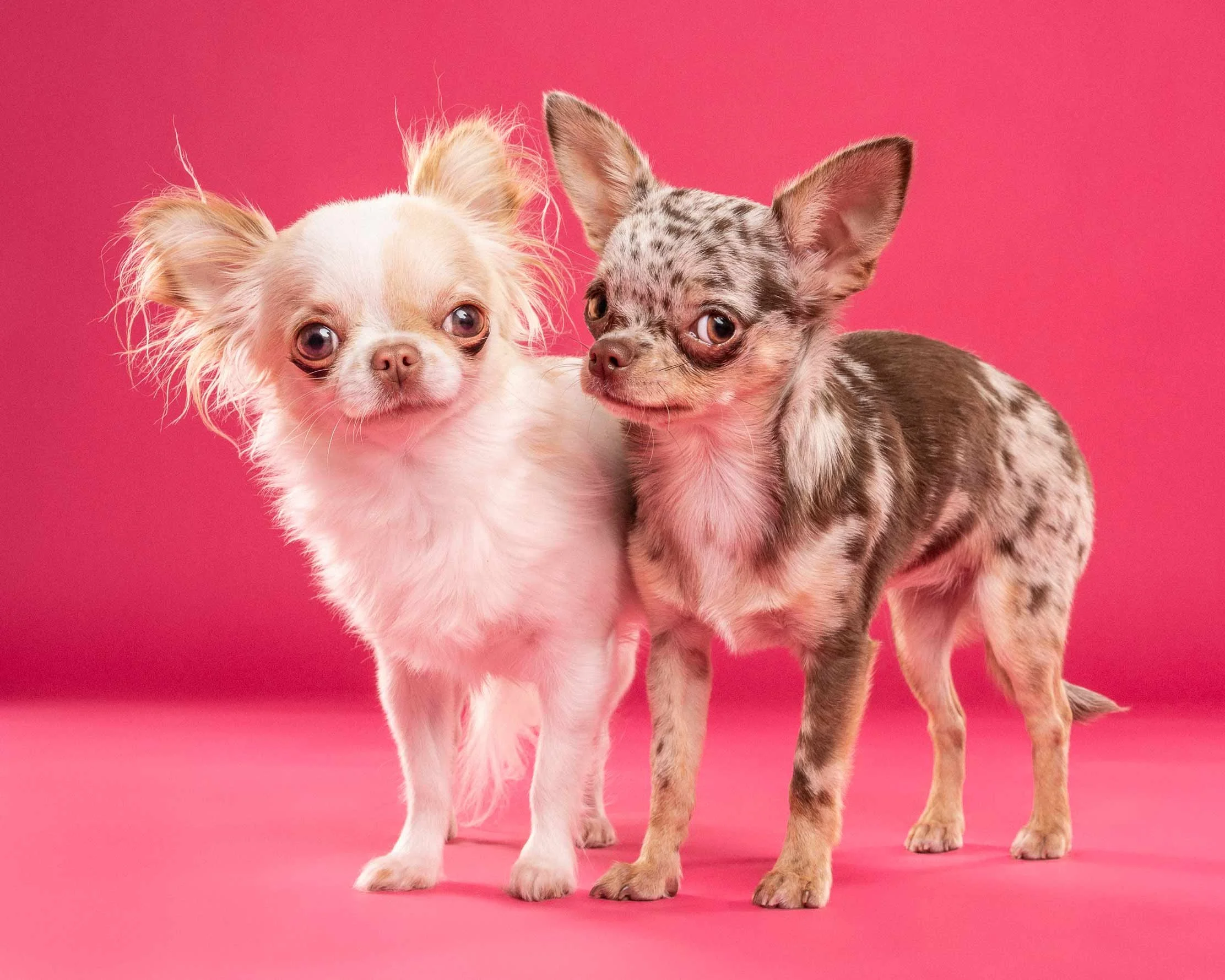 Two small dogs, one light-colored with fluffy fur and the other small with a speckled coat, standing close together against a pink background.