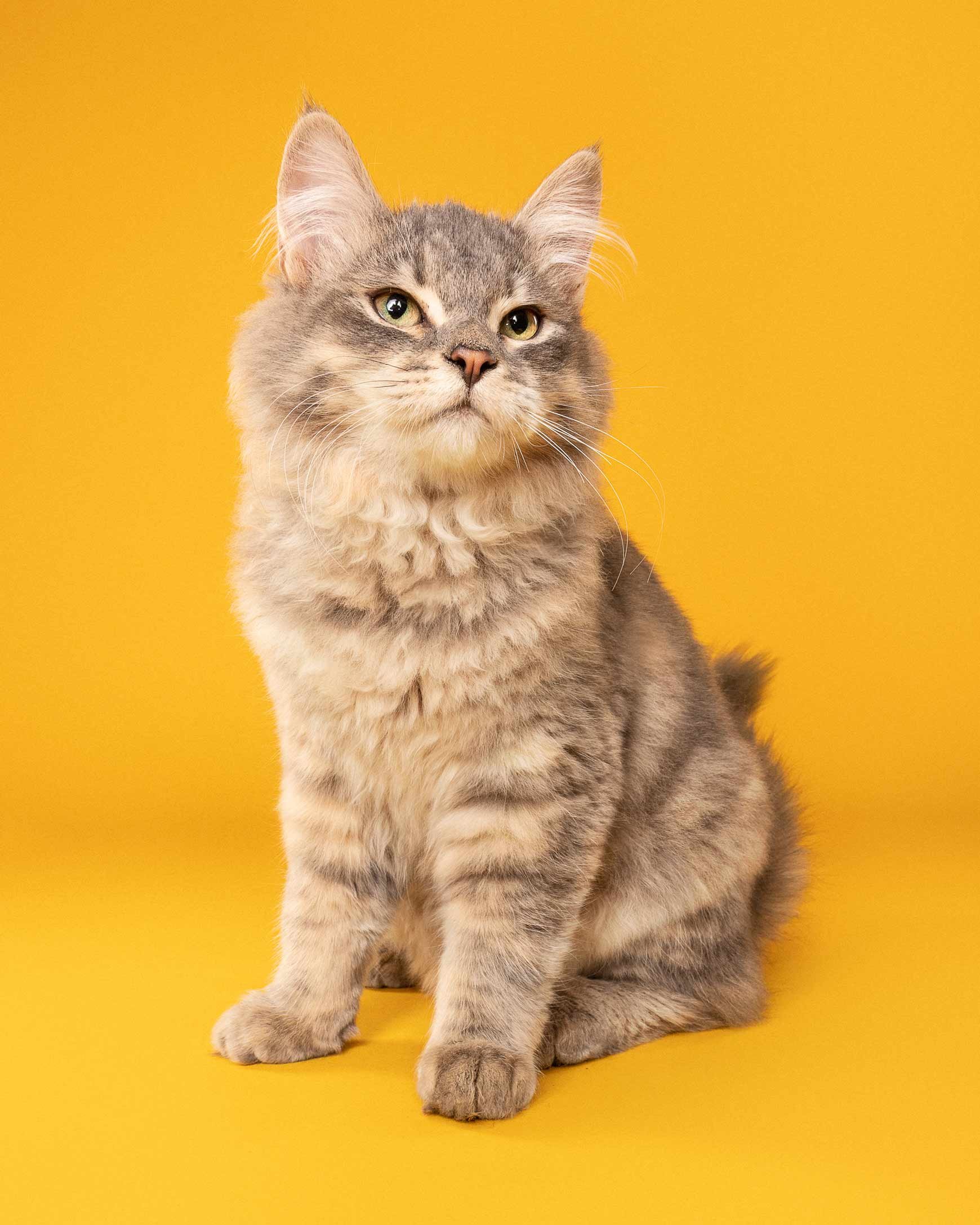 A gray tabby cat with a fluffy chest and green eyes sitting against a yellow background.