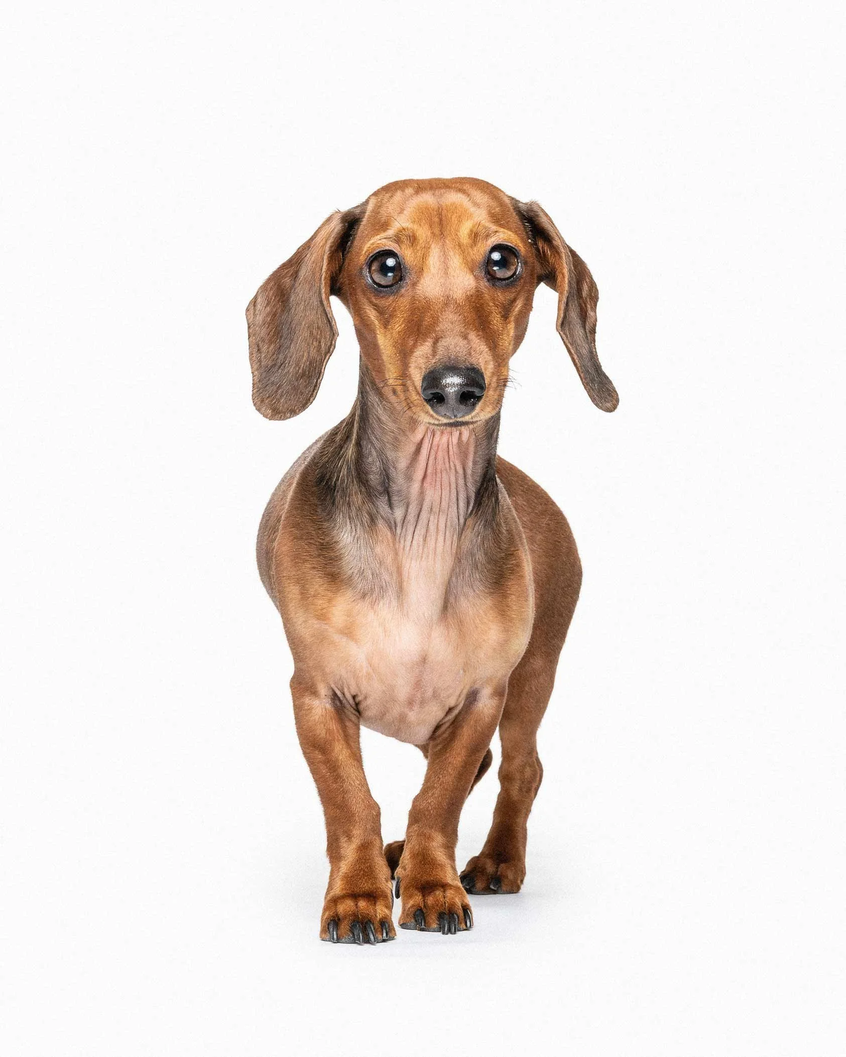 A brown dachshund dog standing against a plain white background.