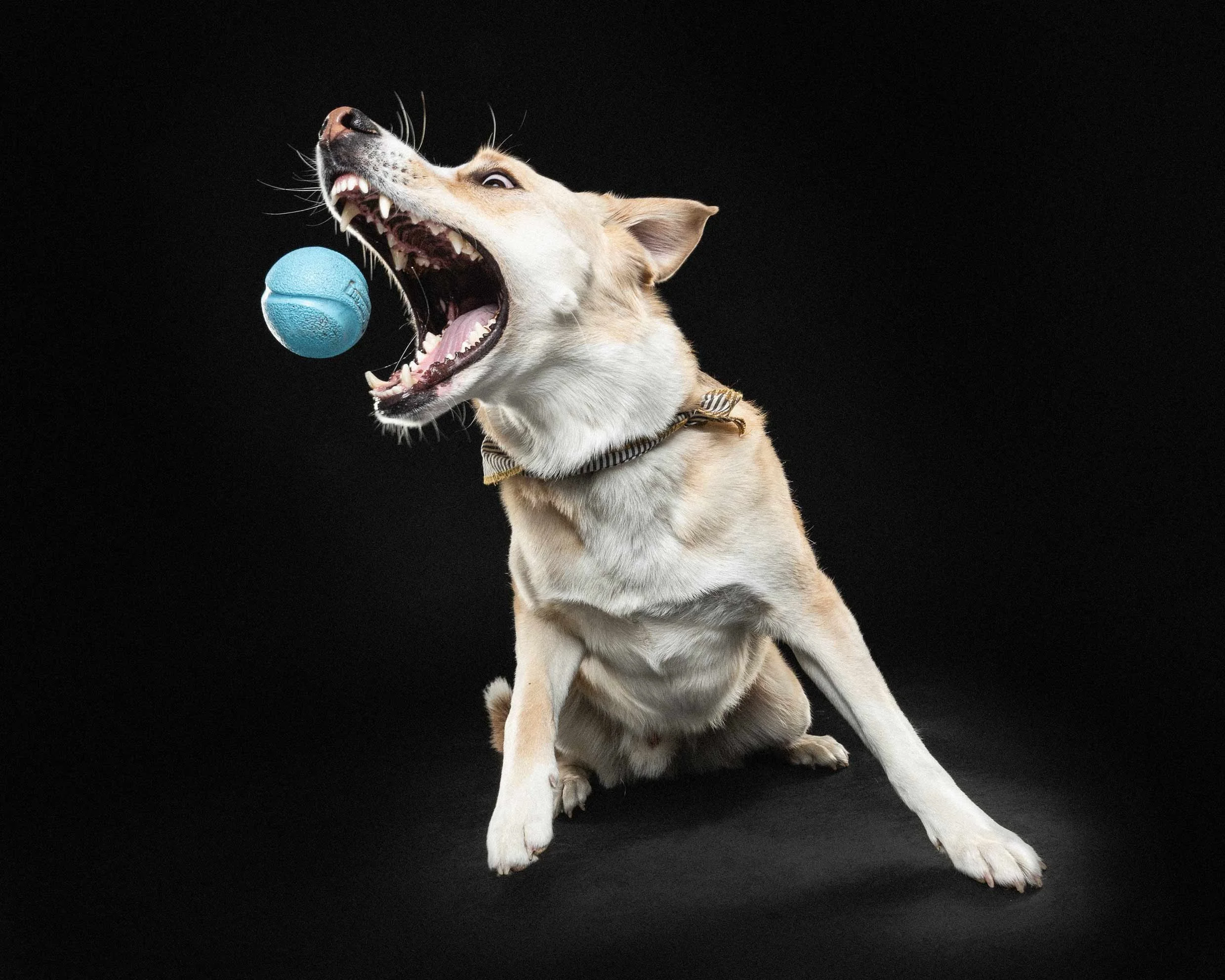 A dog with tan and white fur, wearing a striped collar, with its mouth open showing sharp teeth, hitting a blue tennis ball against a black background.