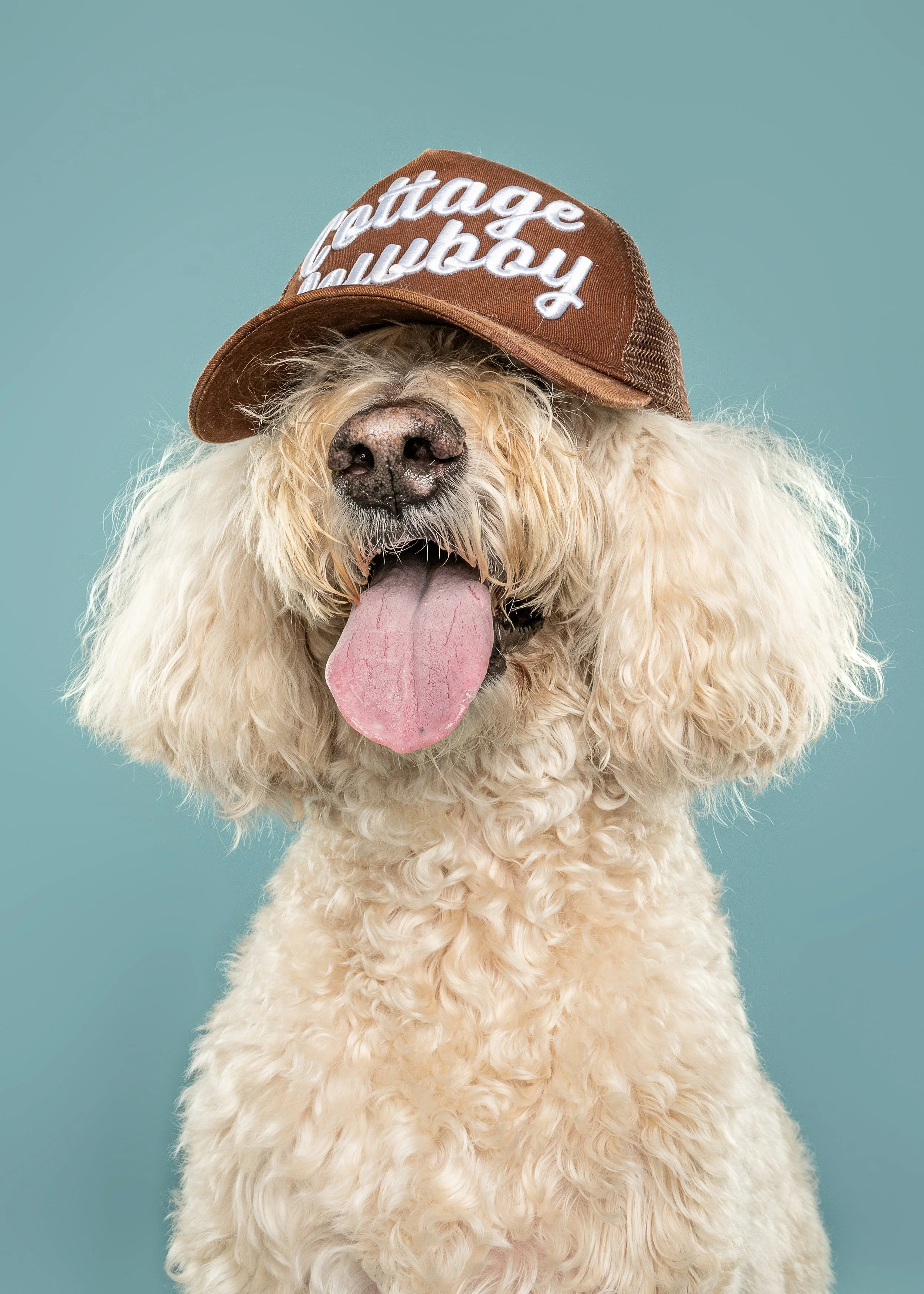 A fluffy white dog wearing a brown baseball cap with the text 'cottage suburb' on it, sticking its tongue out against a teal background.
