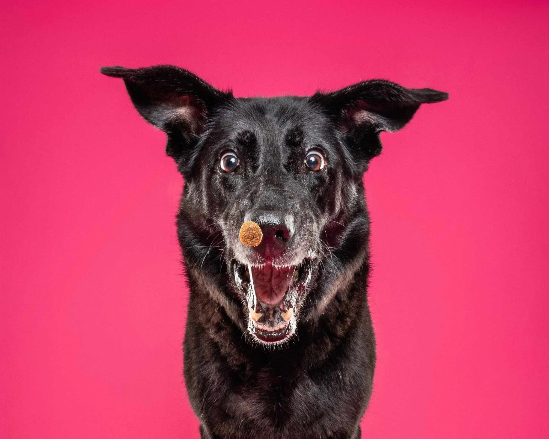 A black and gray dog with wide eyes and ears up, holding a treat in its nose, against a pink background.