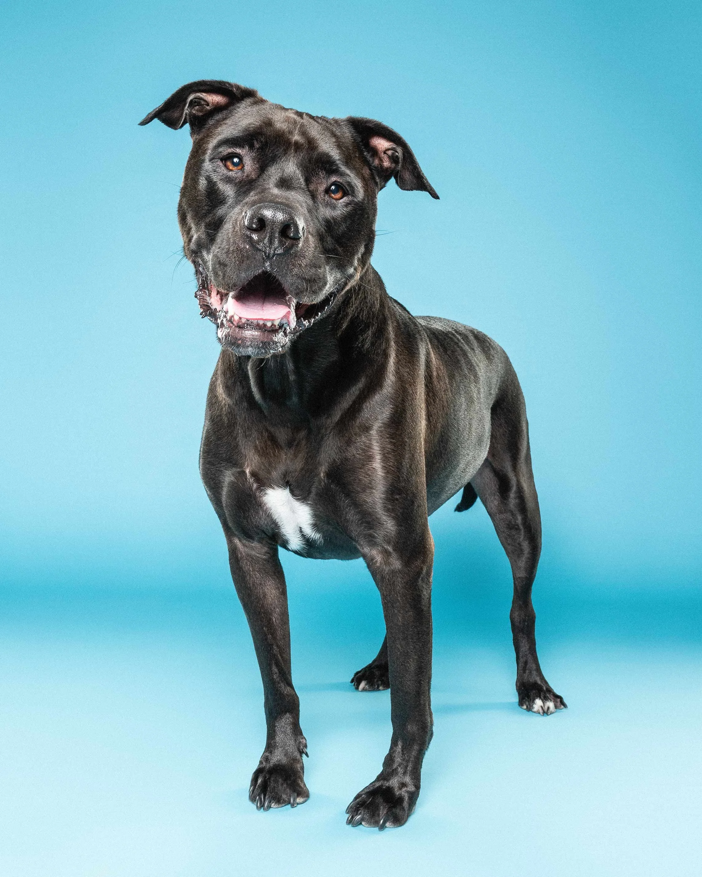 A black and brindle dog with white markings on its chest stands against a solid light blue background. The dog has brown eyes, a shiny black nose, and its mouth is slightly open, showing its tongue. Its ears are floppy, with one ear slightly folded o