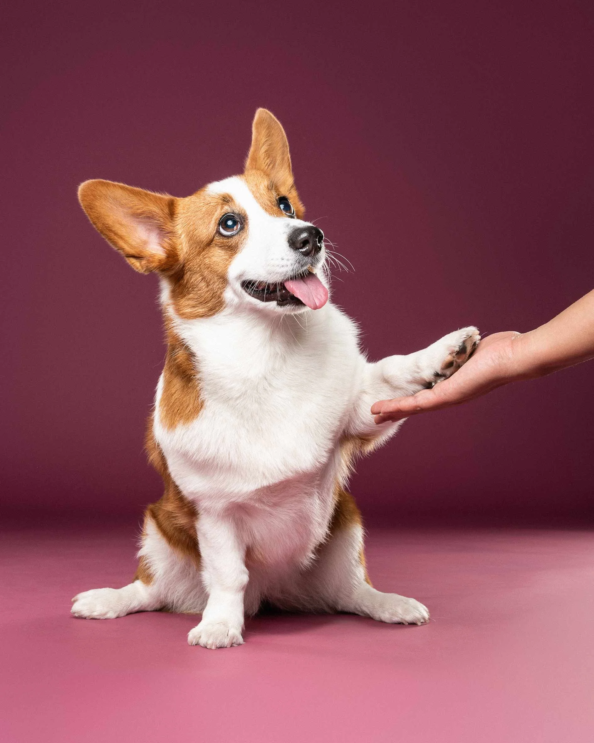 A puppy with brown and white fur sitting on a pink surface against a matching pink background, holding a human hand with its paw.