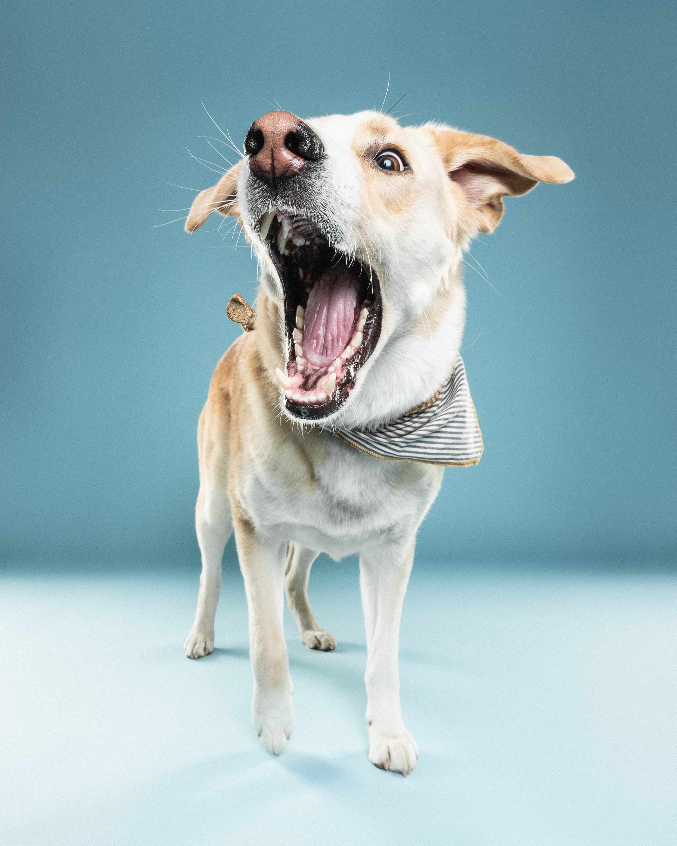A dog with tan and white fur standing on a light blue background, wearing a striped bandana, with its mouth open as if barking or yawning, and a butterfly flying near its face.