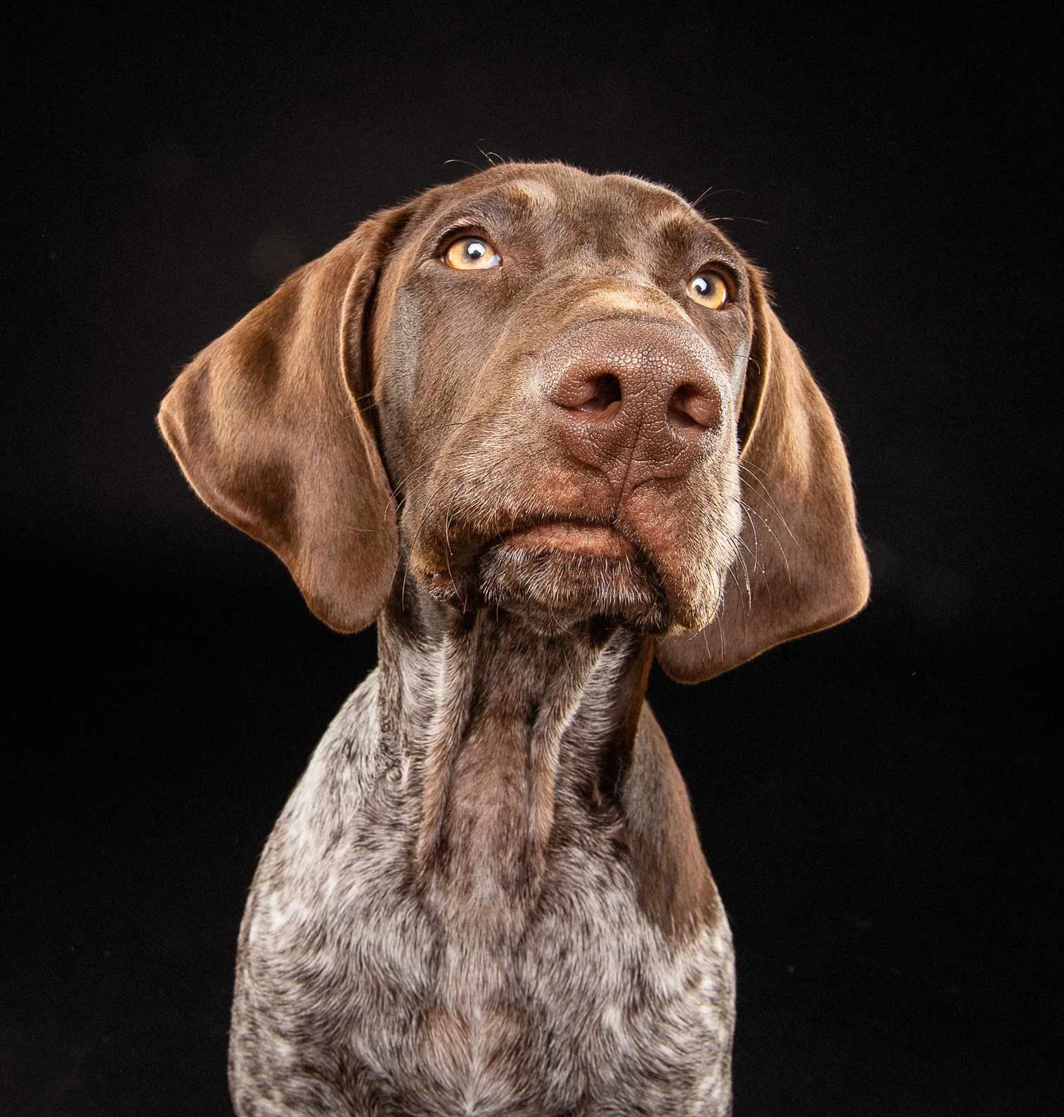 Close-up of a brown and white dog with floppy ears against a black background.