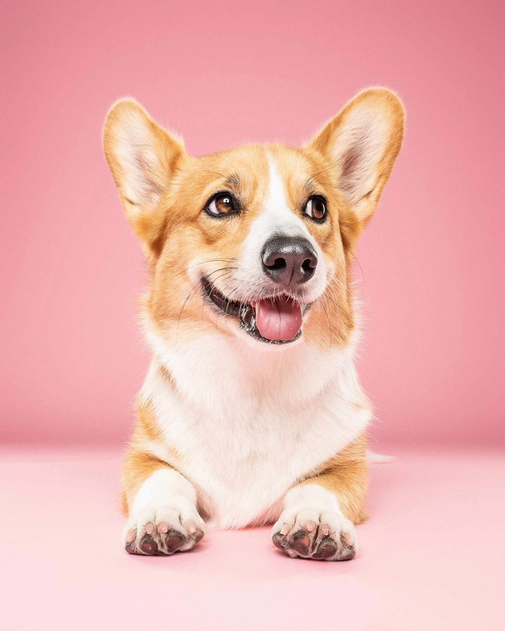 A cute Pembroke Welsh Corgi dog with a happy expression, sitting on a pink background.