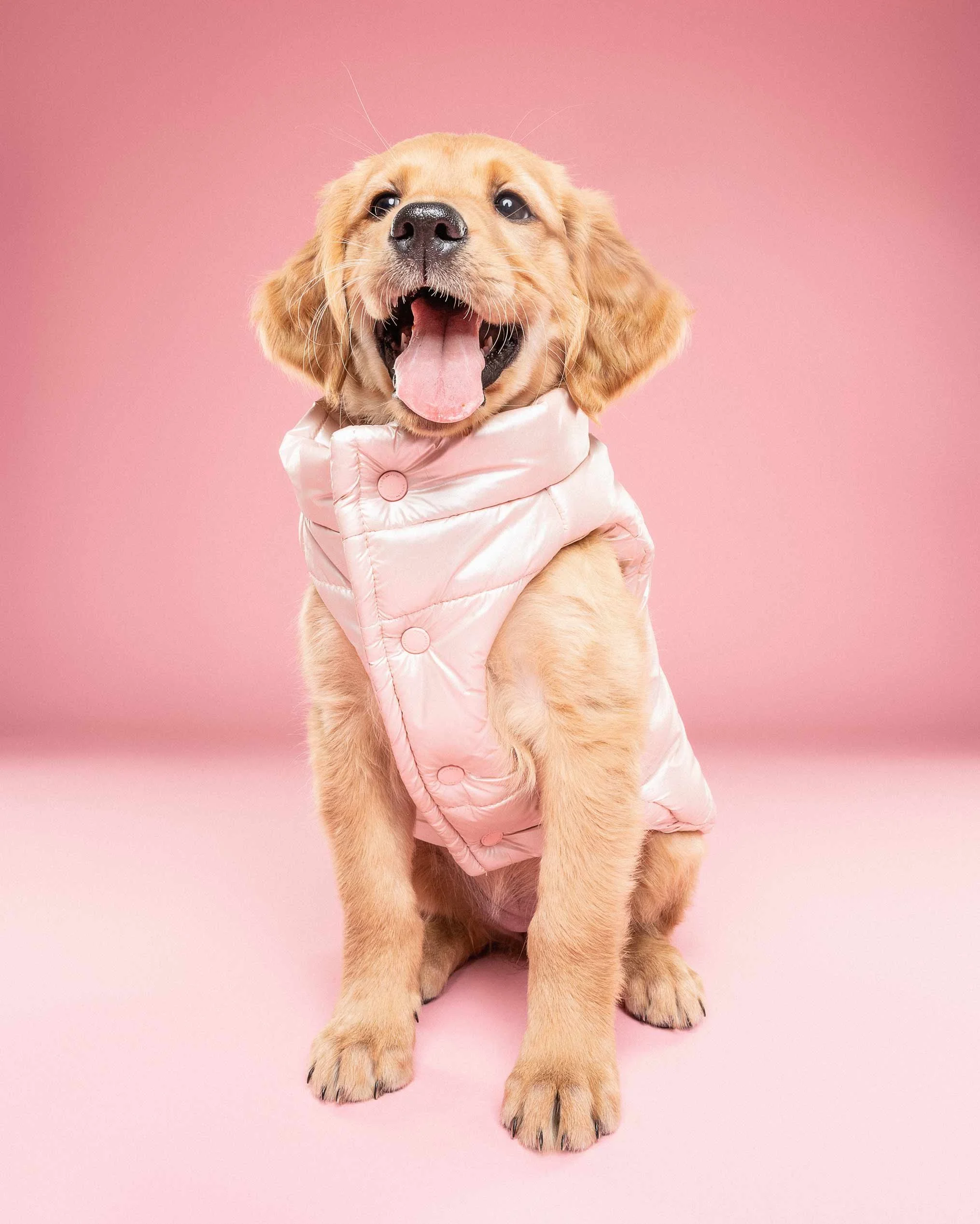 A cute golden retriever puppy sitting against a pink background, wearing a pink quilted jacket with a happy expression and tongue out.