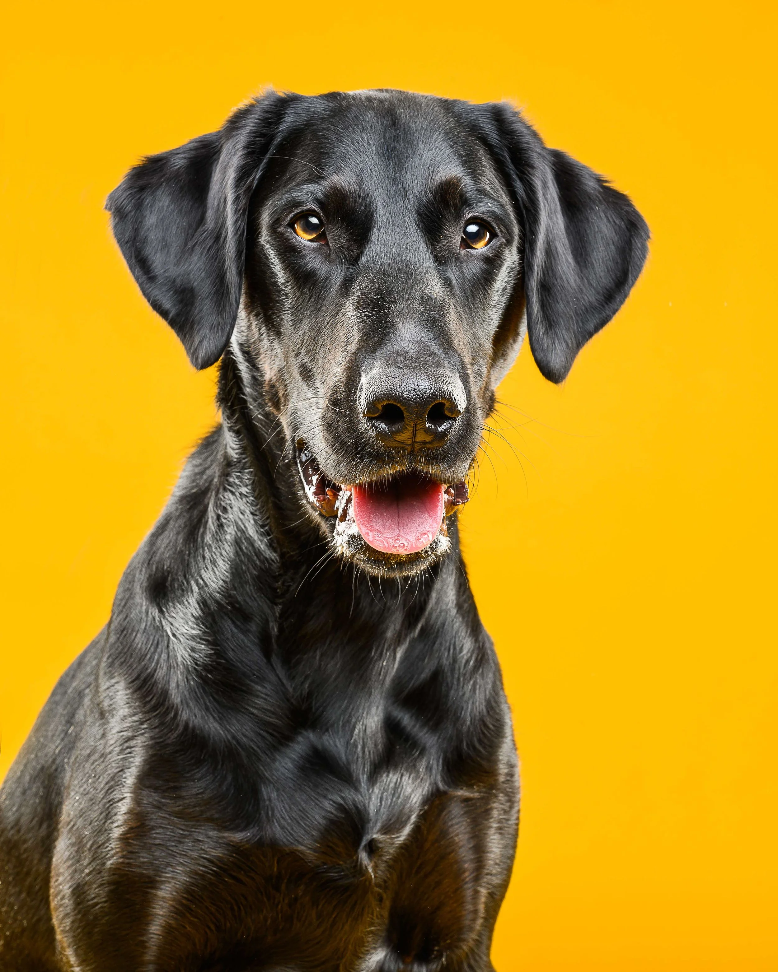 Close-up of a black and gray mixed breed dog with floppy ears and amber eyes, against a bright yellow background.