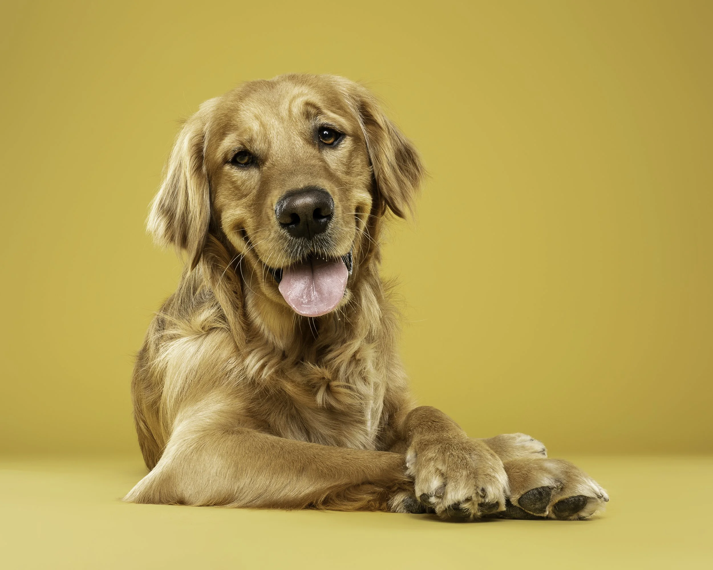 A golden retriever puppy sitting on a yellow background, looking at the camera with its tongue out.
