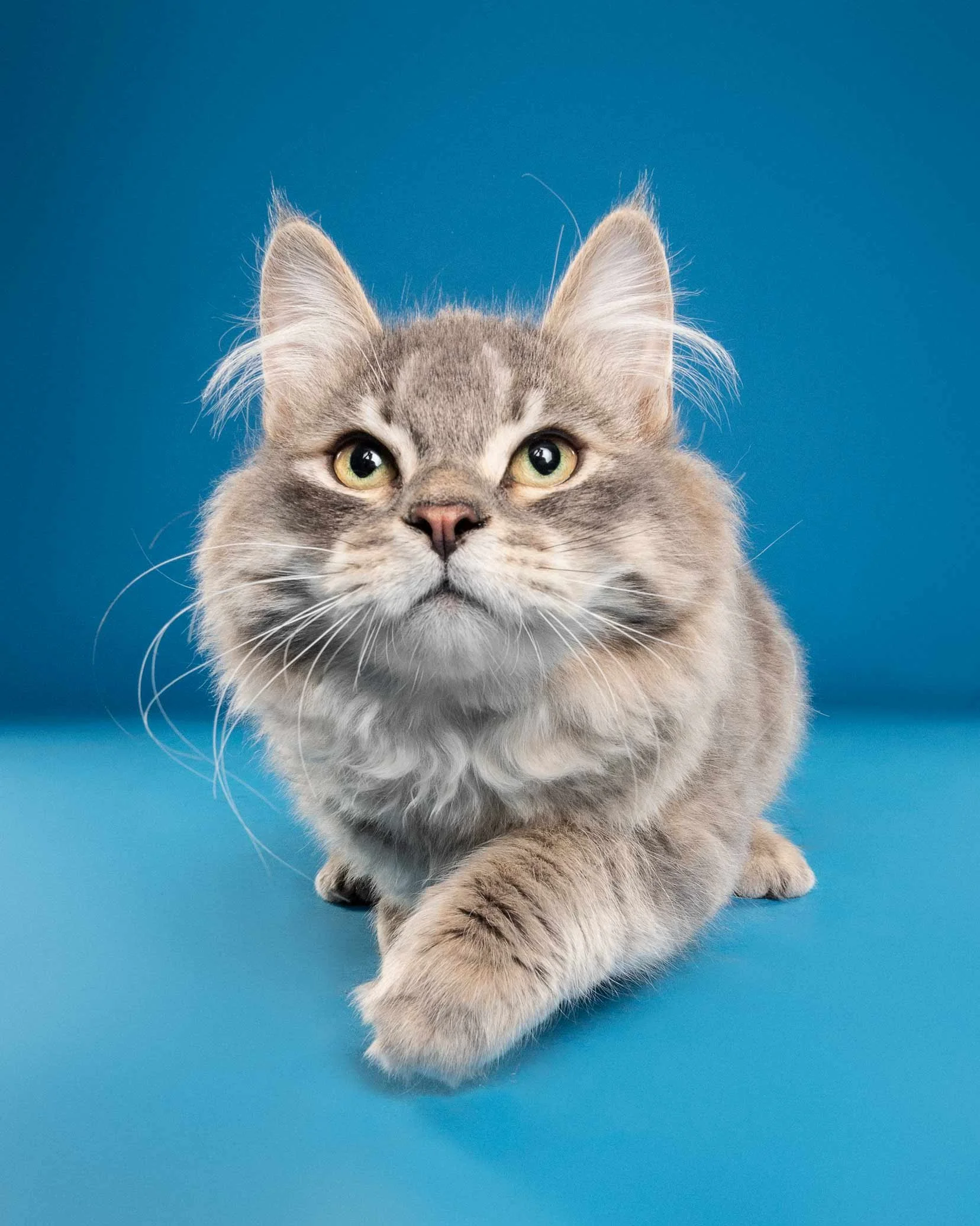 Close-up of a gray and white tabby cat with green eyes against a blue background.