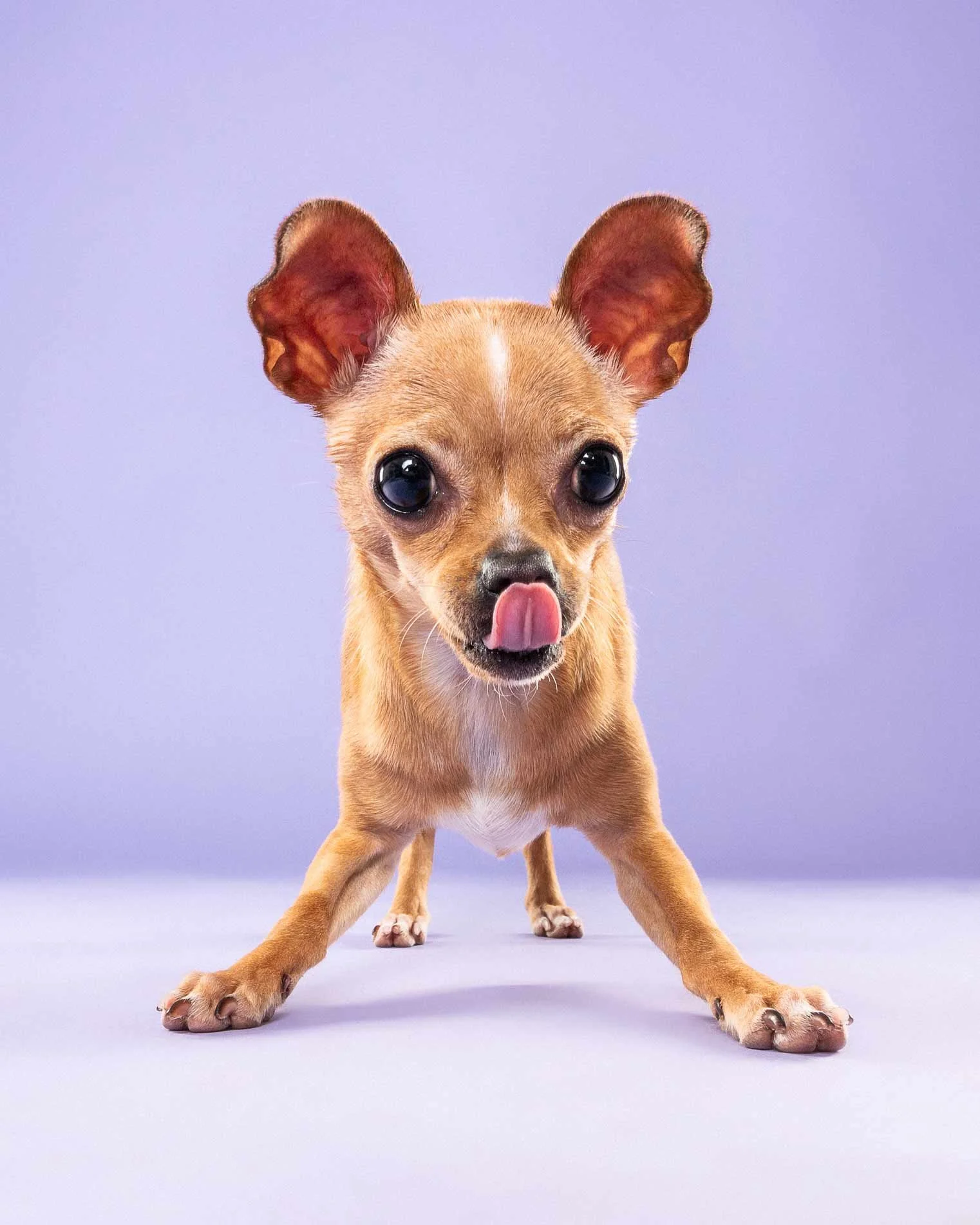 Small tan dog with large ears, standing on a light purple surface with a light purple background, licking its nose.