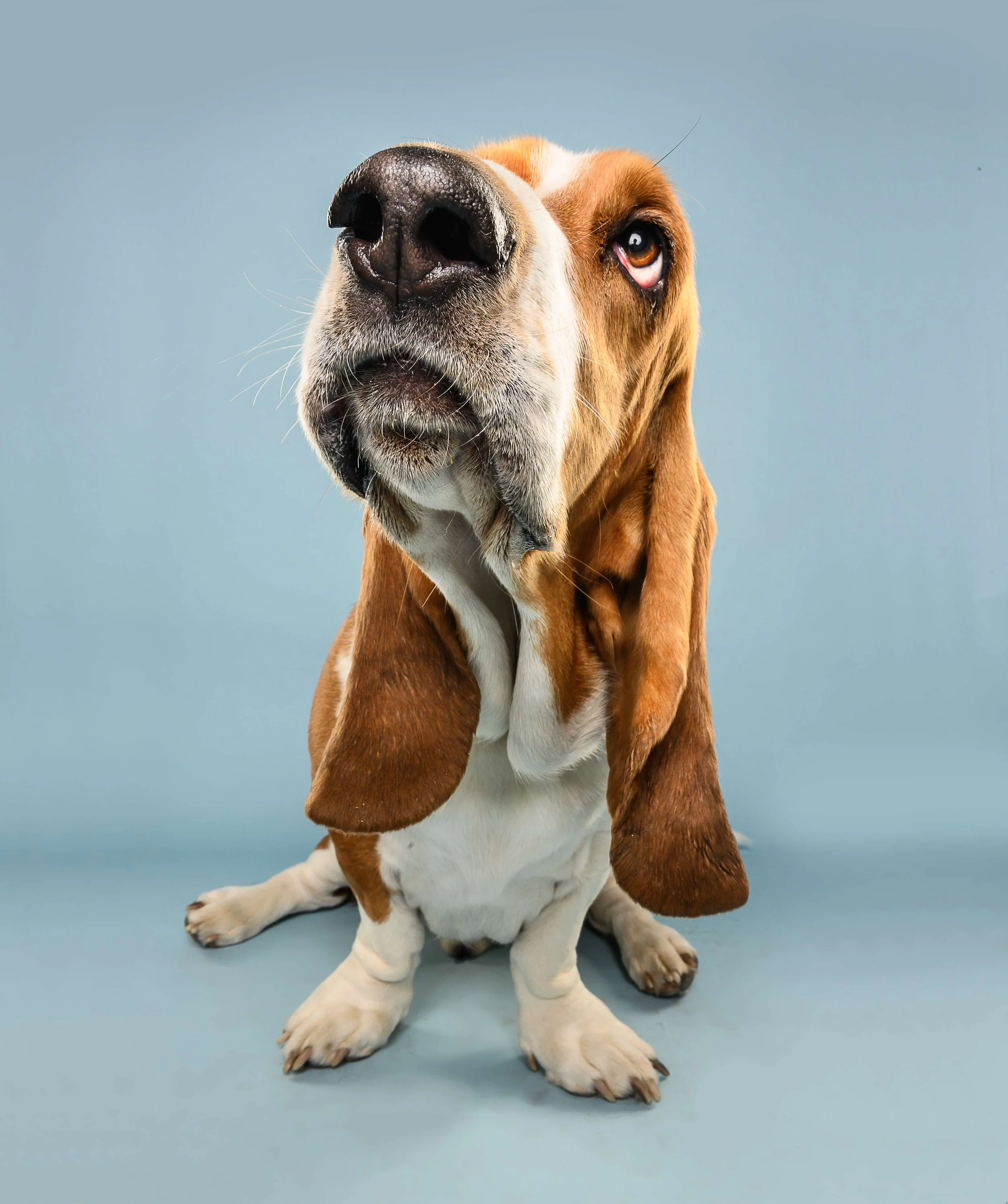Close-up of a basset hound with characteristic long ears, brown and white fur, looking up with a black nose prominent, against a solid light blue background.