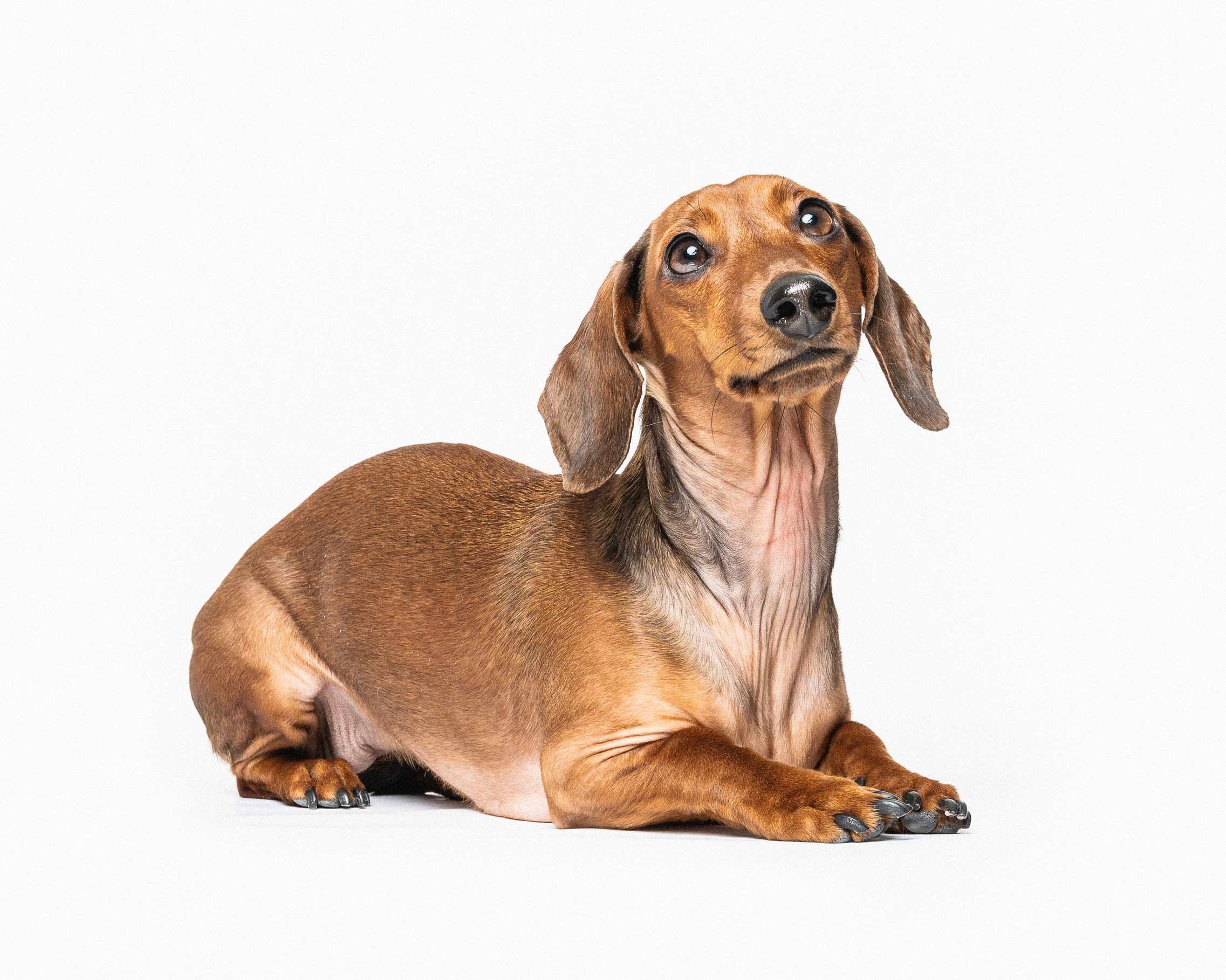 A brown dachshund dog with droopy ears, sitting on a white background, looking upwards.