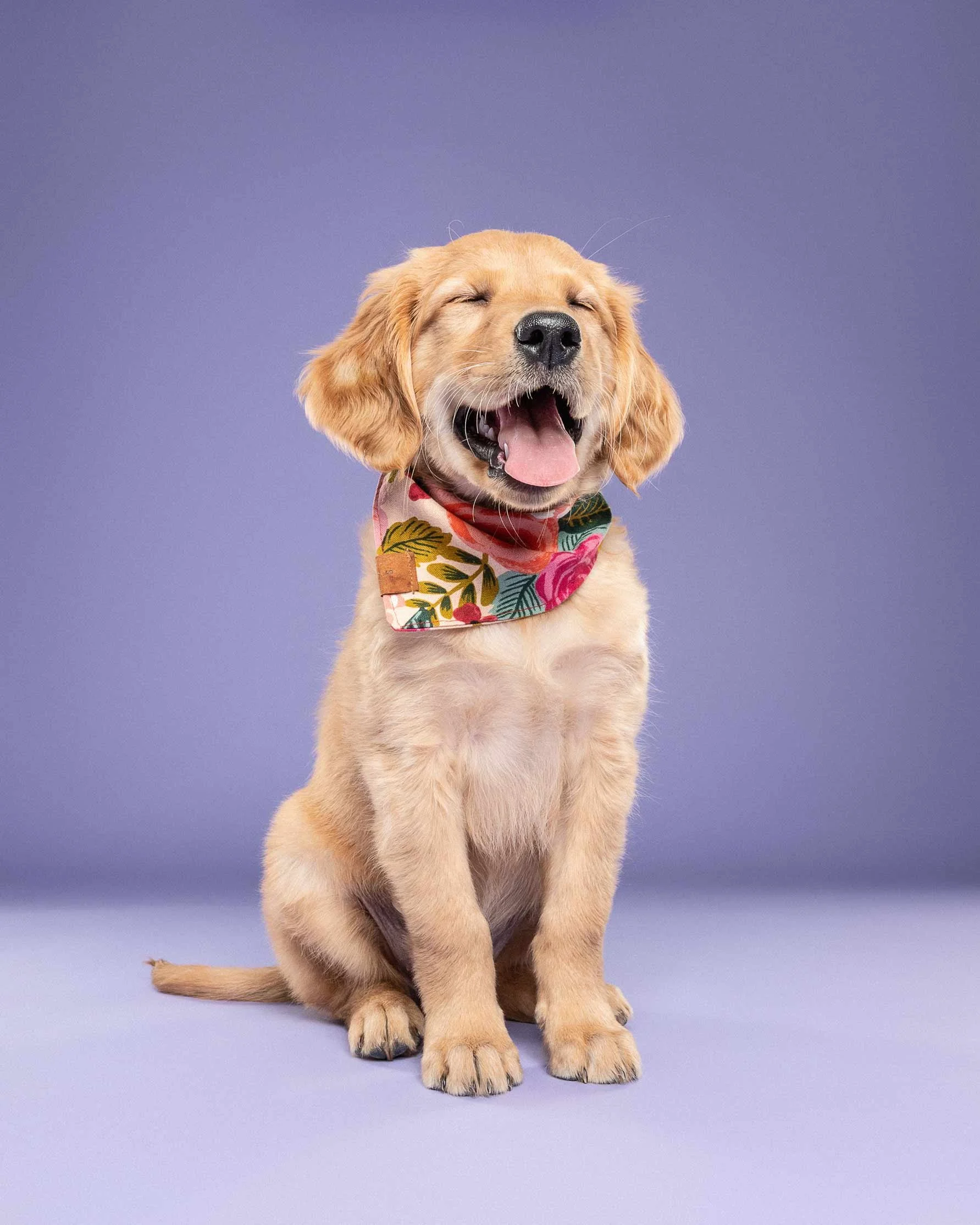 A happy golden retriever puppy sitting on a purple background, wearing a colorful floral bandana, with eyes closed and mouth open in a smile.
