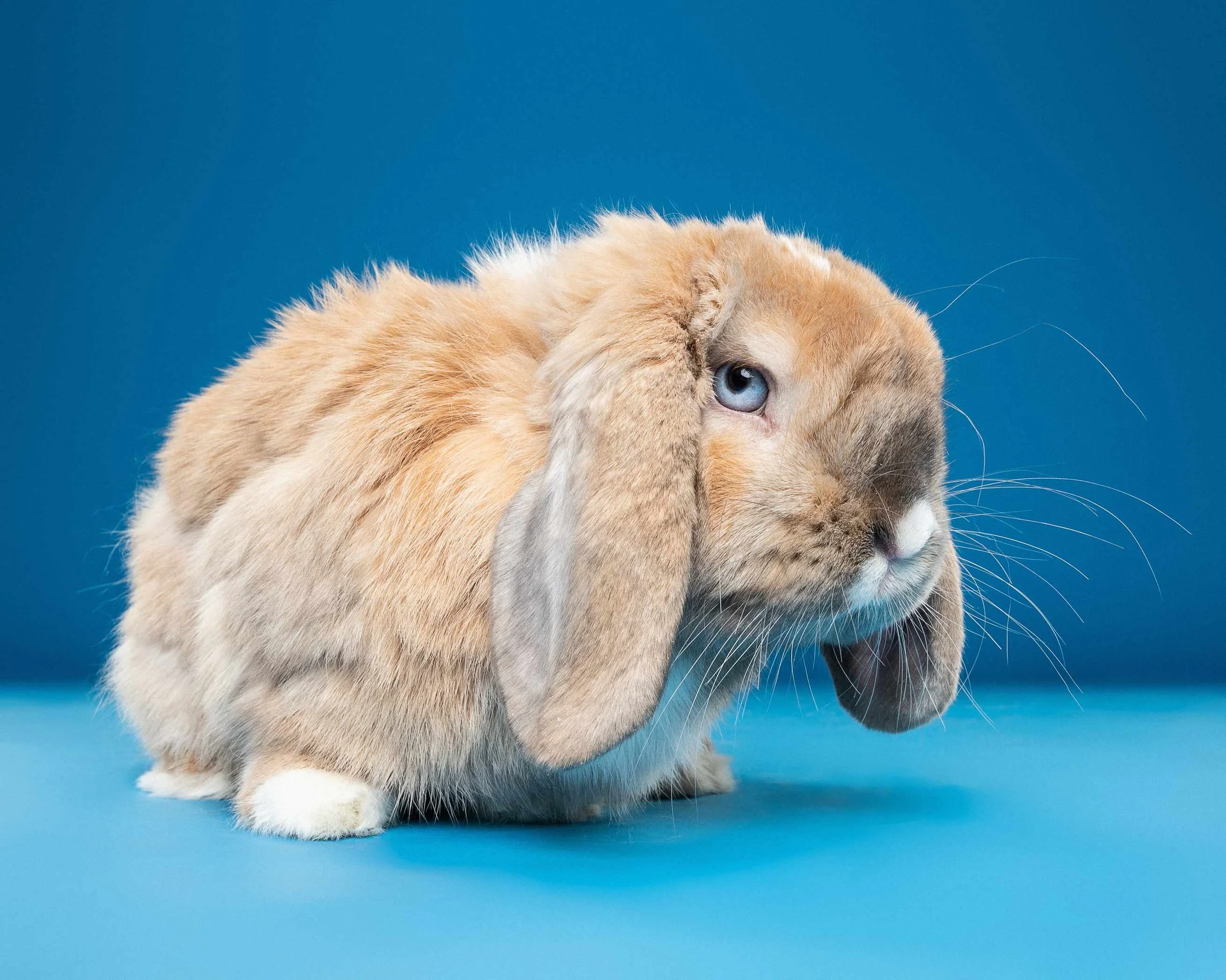 A close-up image of a beige rabbit with light and dark fur, one blue eye, and long ears, sitting on a blue background.