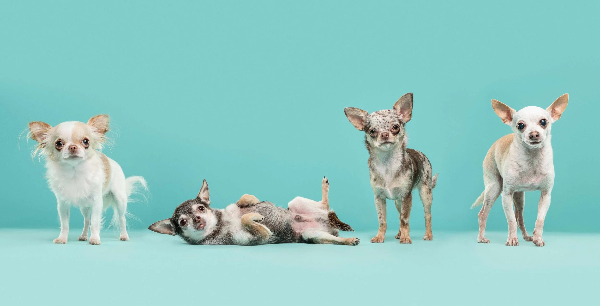 Six small dogs of various breeds and colors posing against a bright turquoise background, with one lying on its back and others standing or sitting.