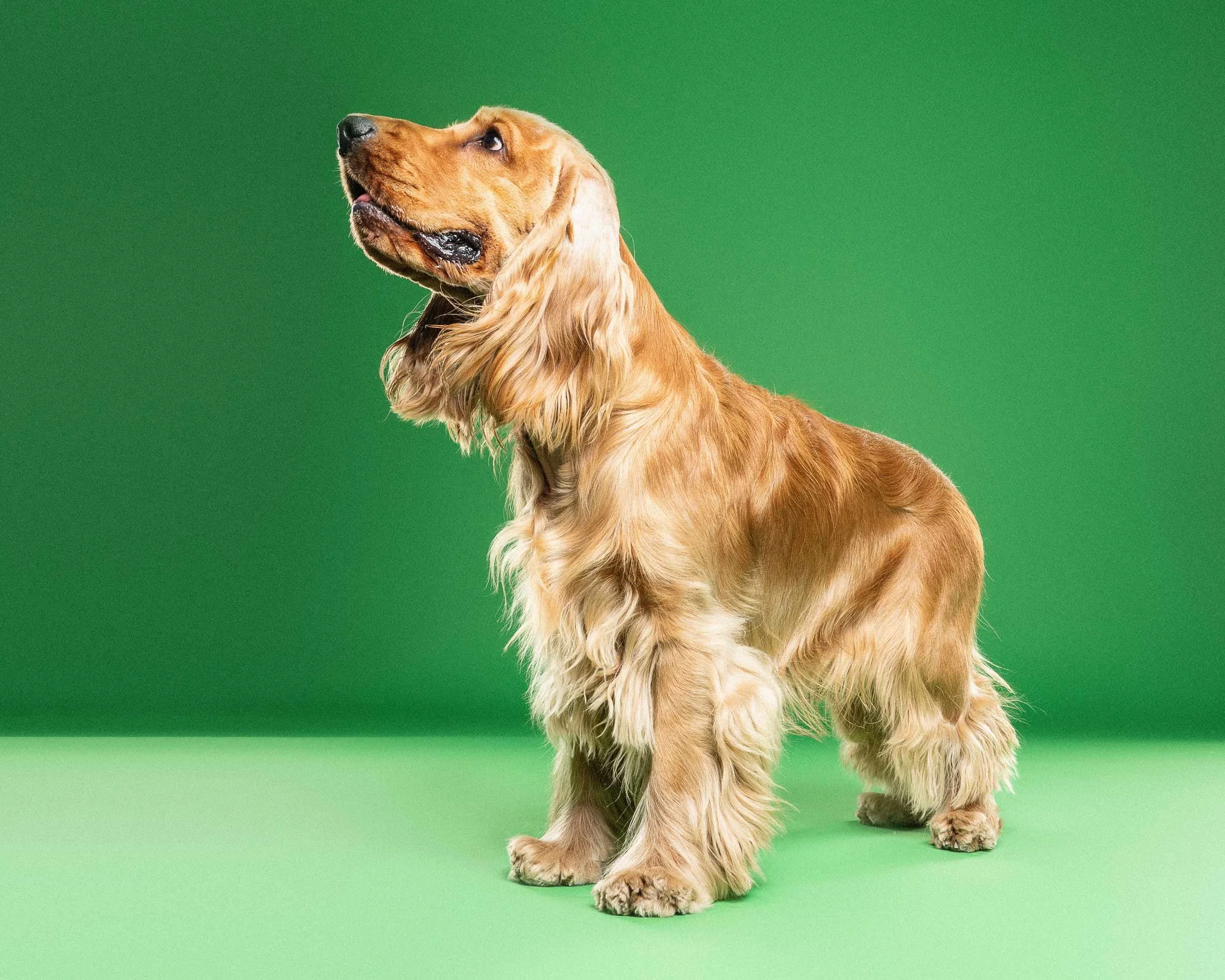 A golden retriever puppy sitting against a green background.