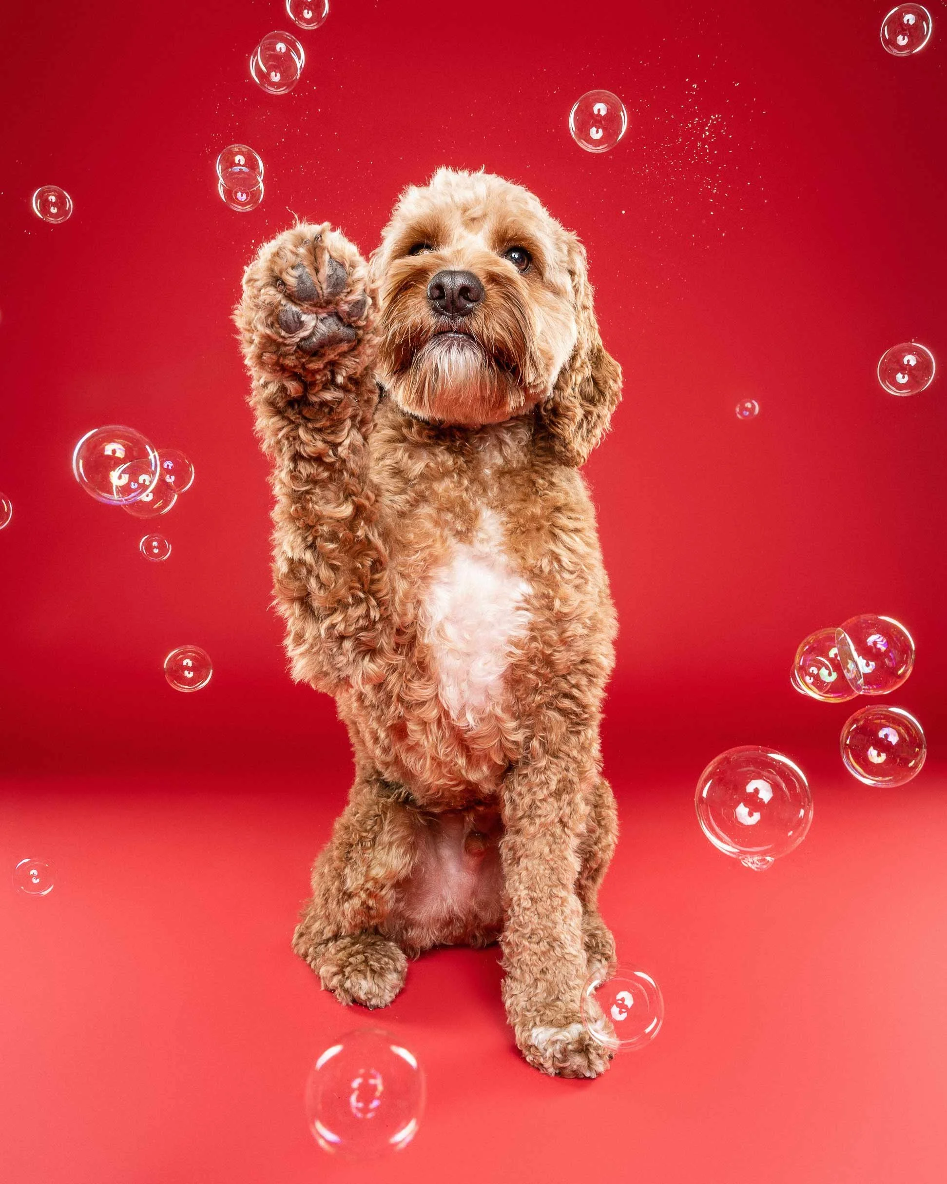 A fluffy brown dog with curly fur sitting on a red background, raising one paw, surrounded by floating soap bubbles.