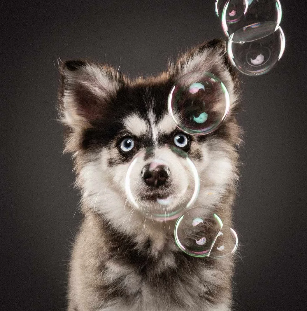 A puppy with blue eyes surrounded by floating soap bubbles against a dark background.