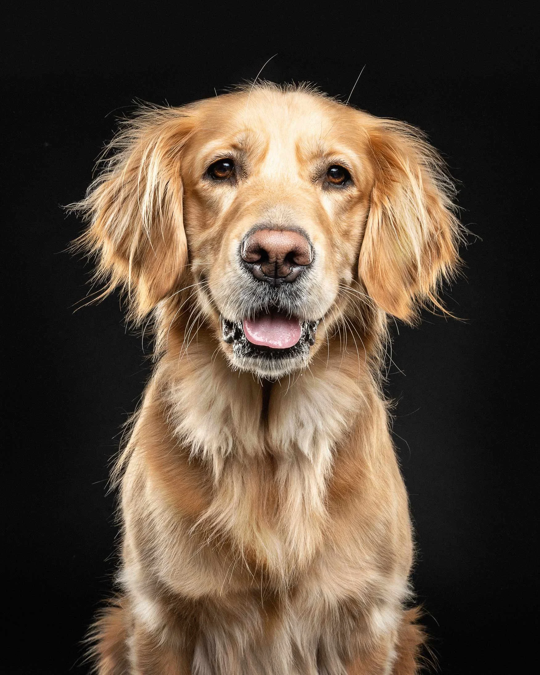 Golden retriever dog with brown eyes and a pink tongue, sitting against a black background.