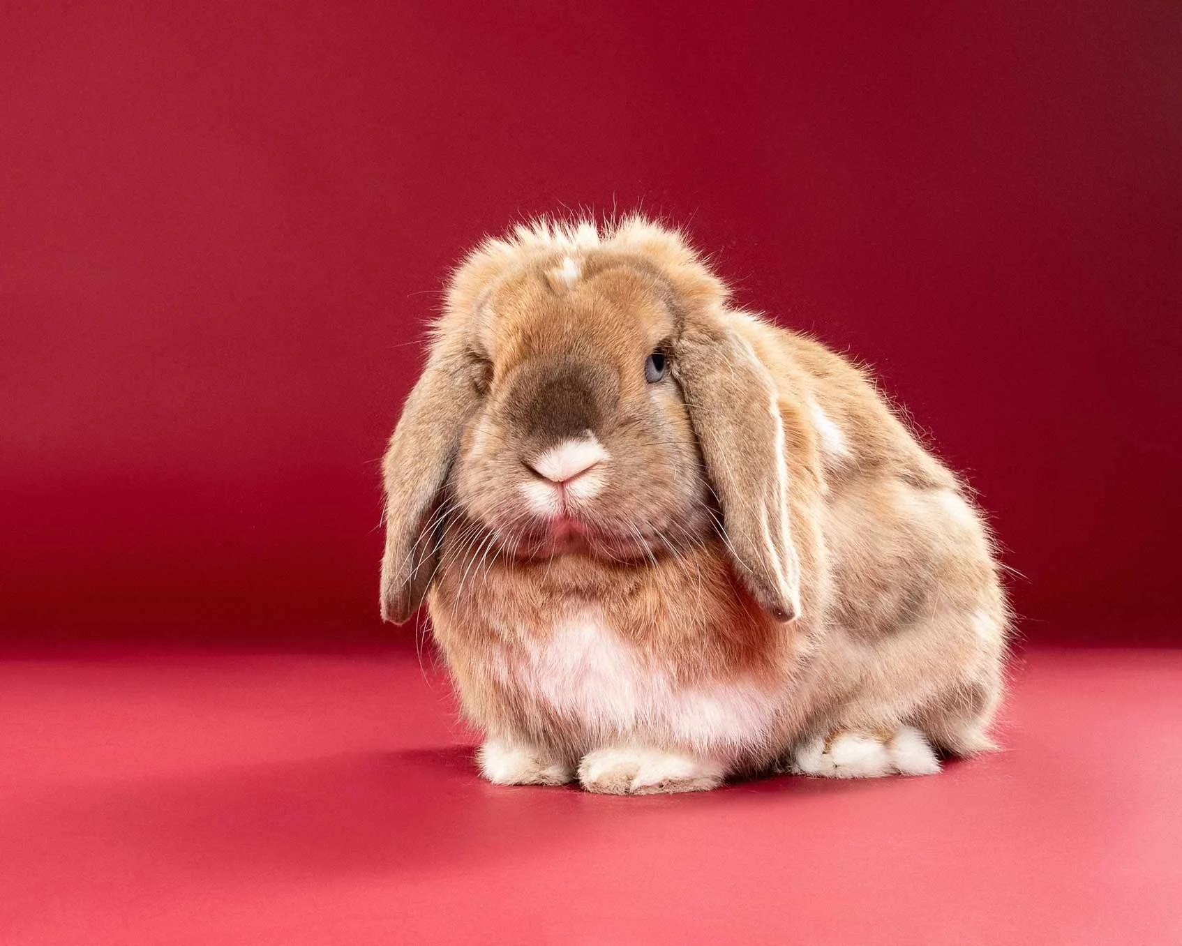 A brown rabbit with long ears, one ear drooping, sitting on a red background.