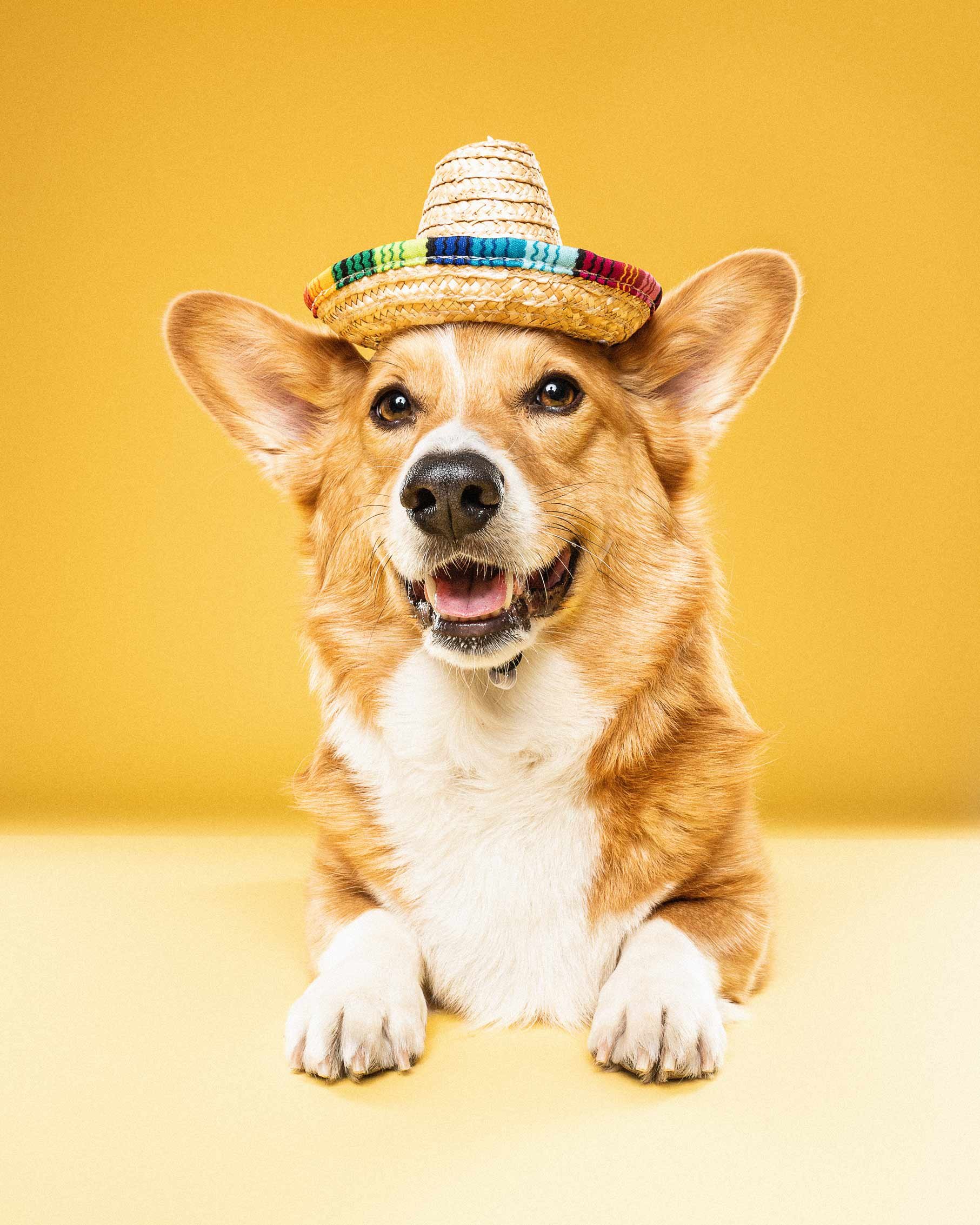 A corgi dog wearing a colorful sombrero hat against a yellow background.