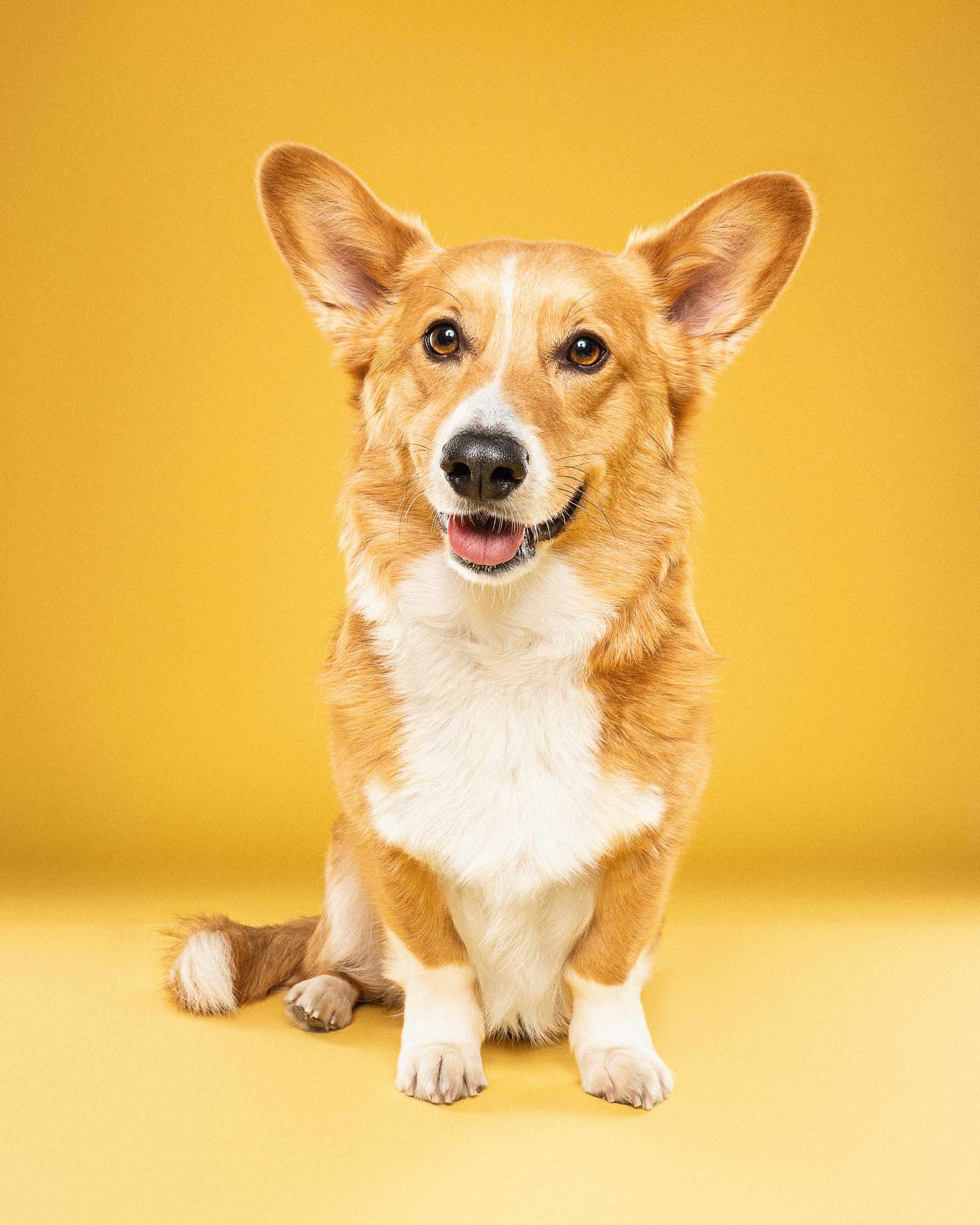 A happy corgi dog with pointy ears and a pink tongue, sitting on a yellow background.