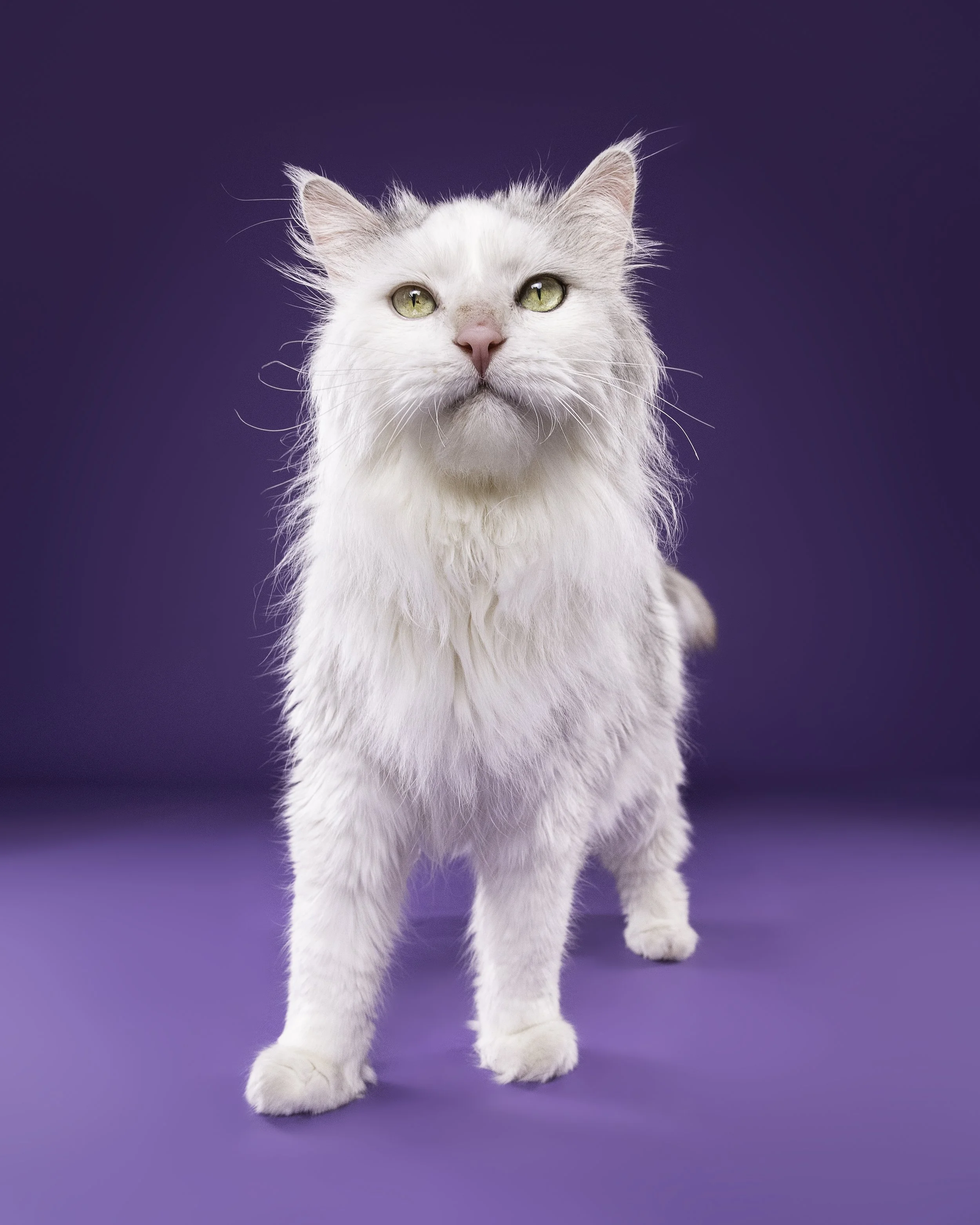 A white fluffy cat with yellow eyes standing on a purple background.