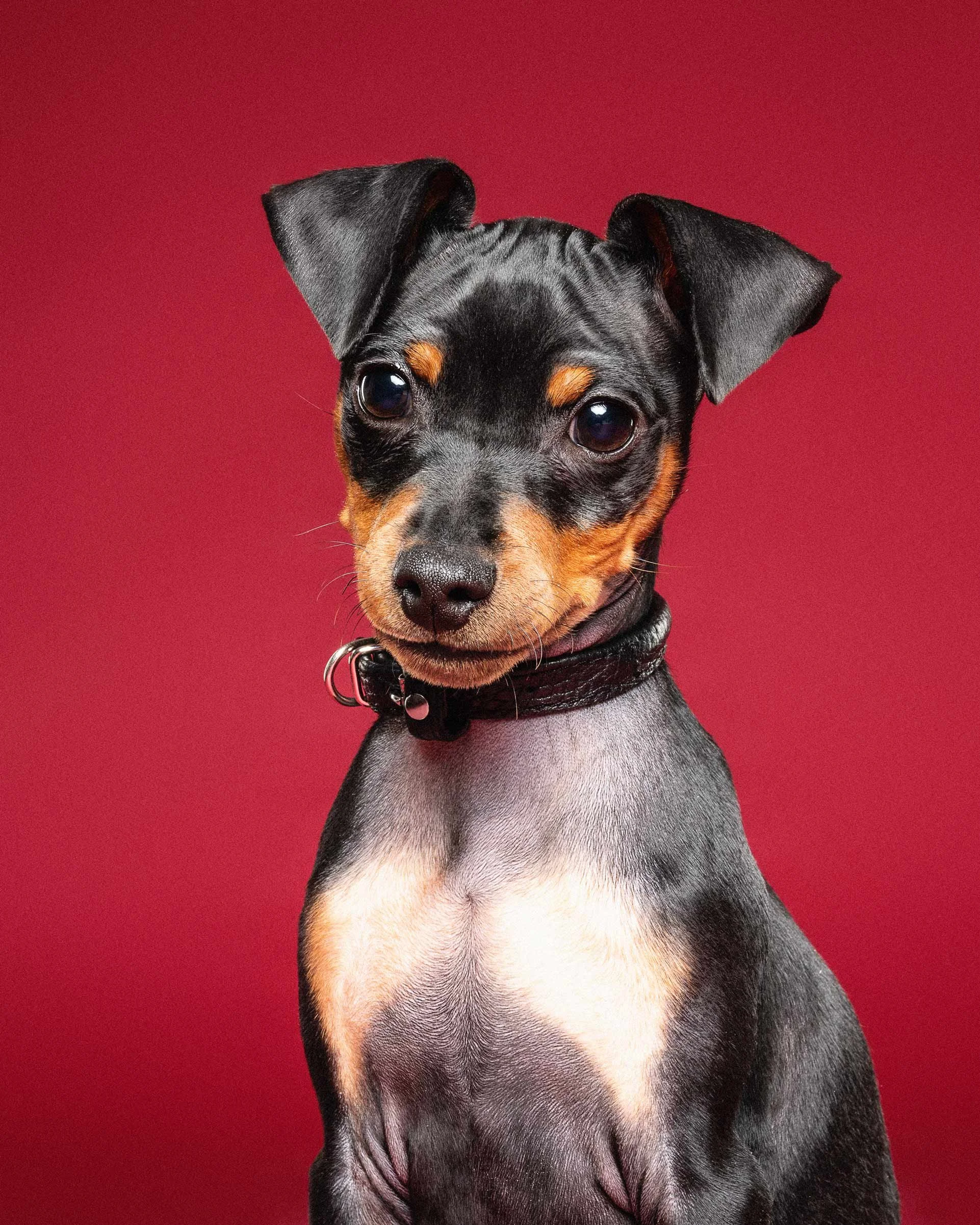 A close-up portrait of a black and tan miniature pinscher dog with large ears, against a red background.