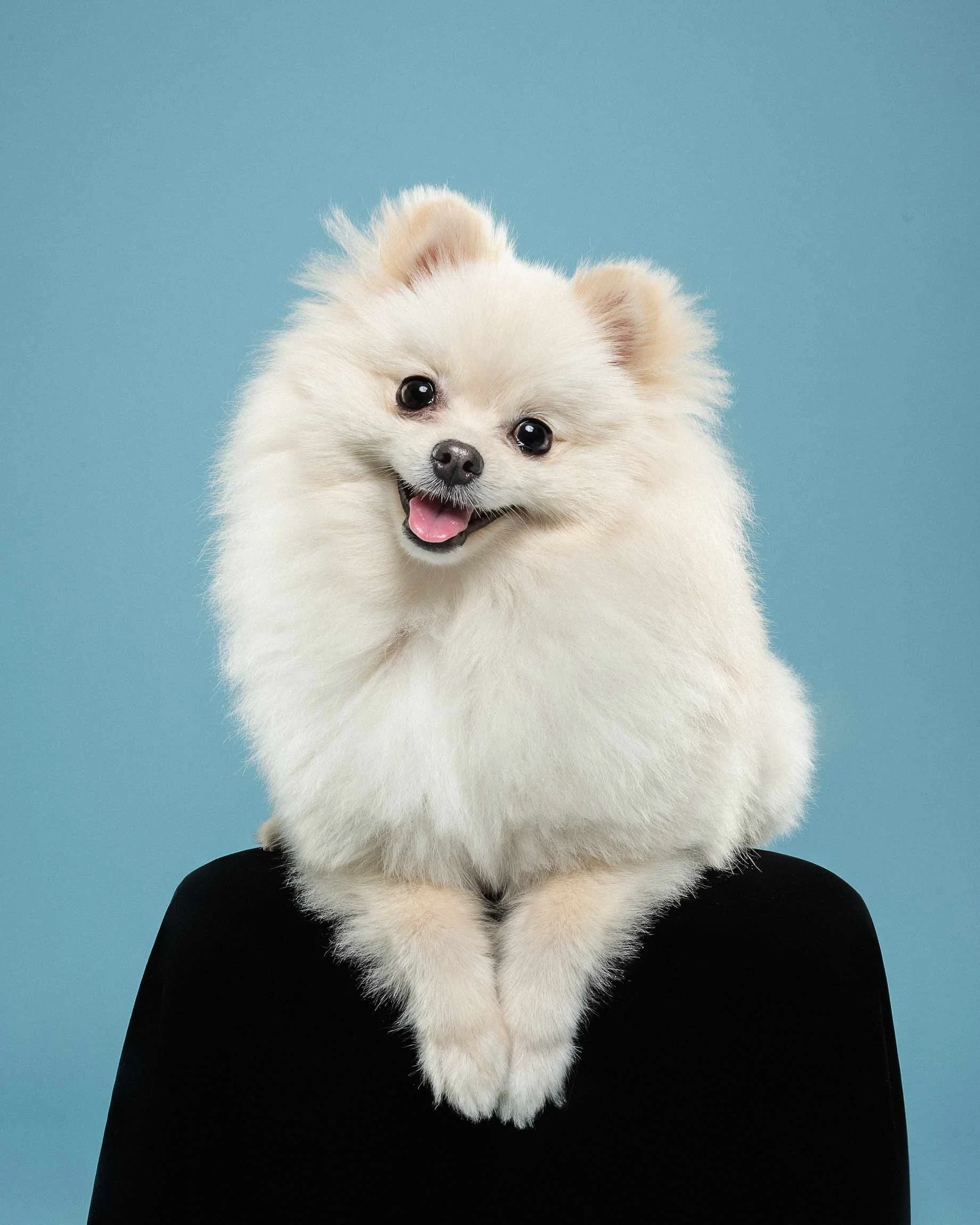 A person with a dog head filter, with a fluffy white dog head replacing their own face, against a blue background.