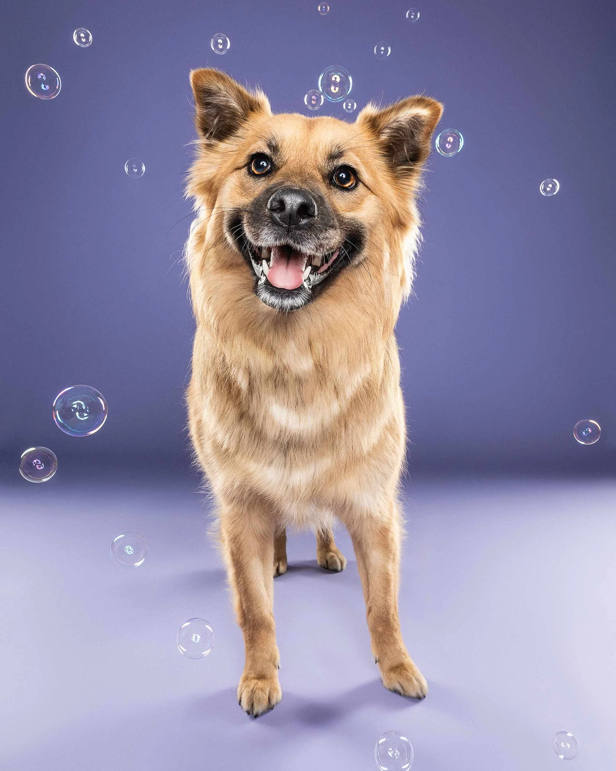 A happy tan dog with dark markings around its eyes and mouth, standing on a blue surface with a blue background, surrounded by floating bubbles.