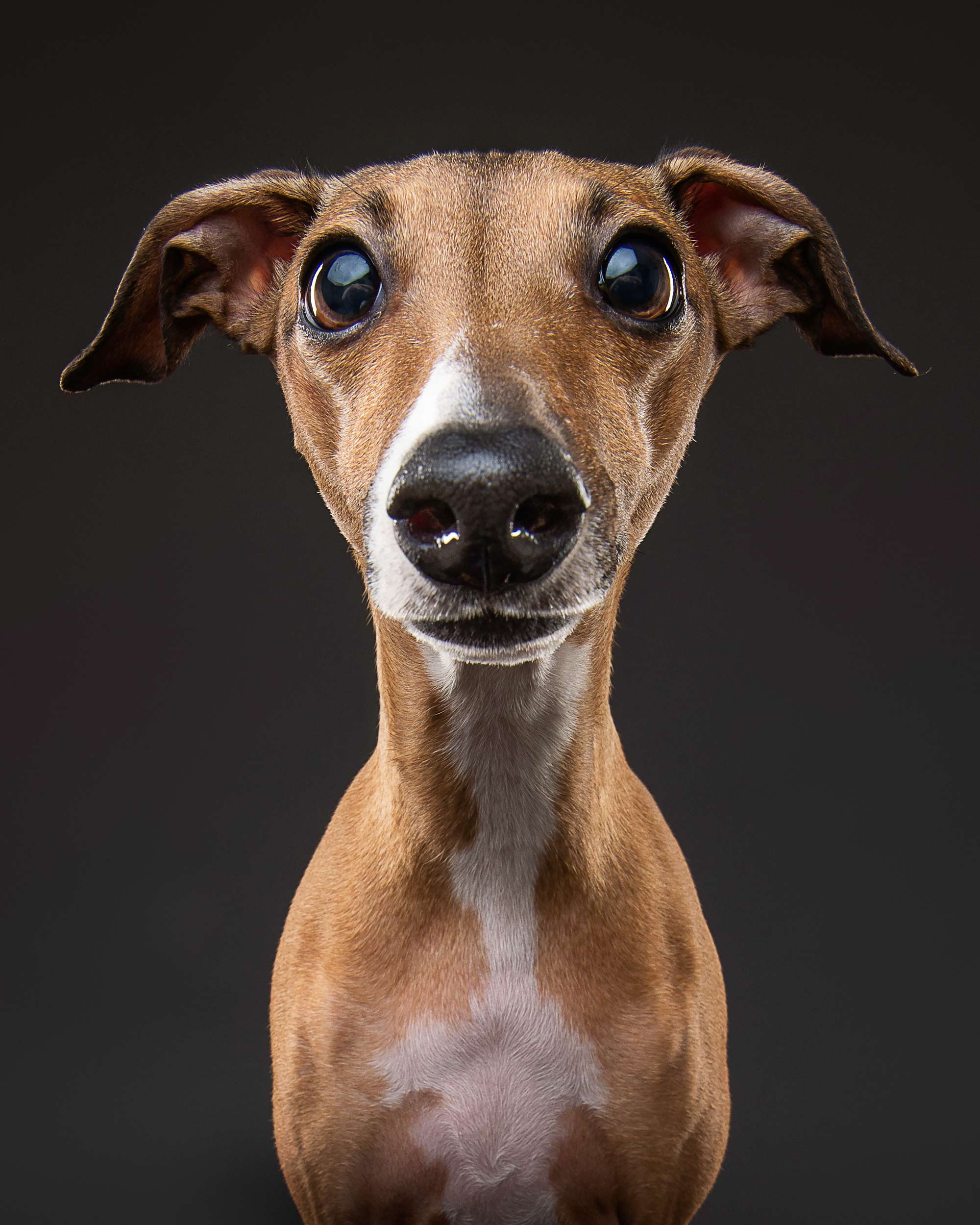 Close-up of a brown dog with large, shiny eyes and ears slightly bent forward, against a dark background.