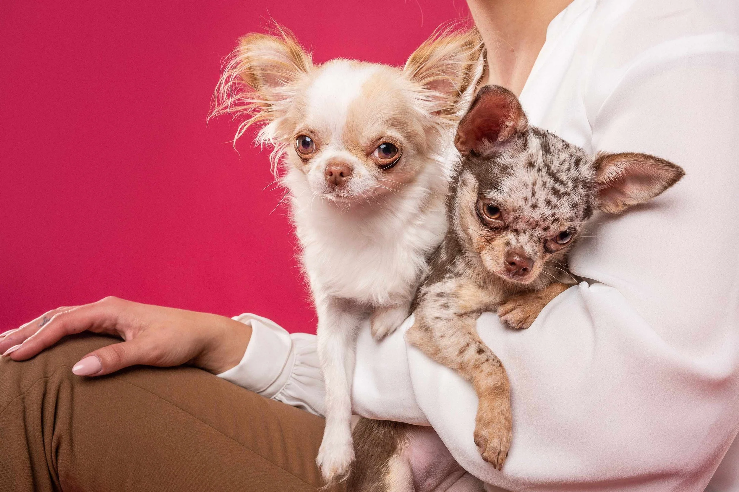 Person holding two small dogs against a pink background, one cream-colored Chihuahua and one gray and black kitten.