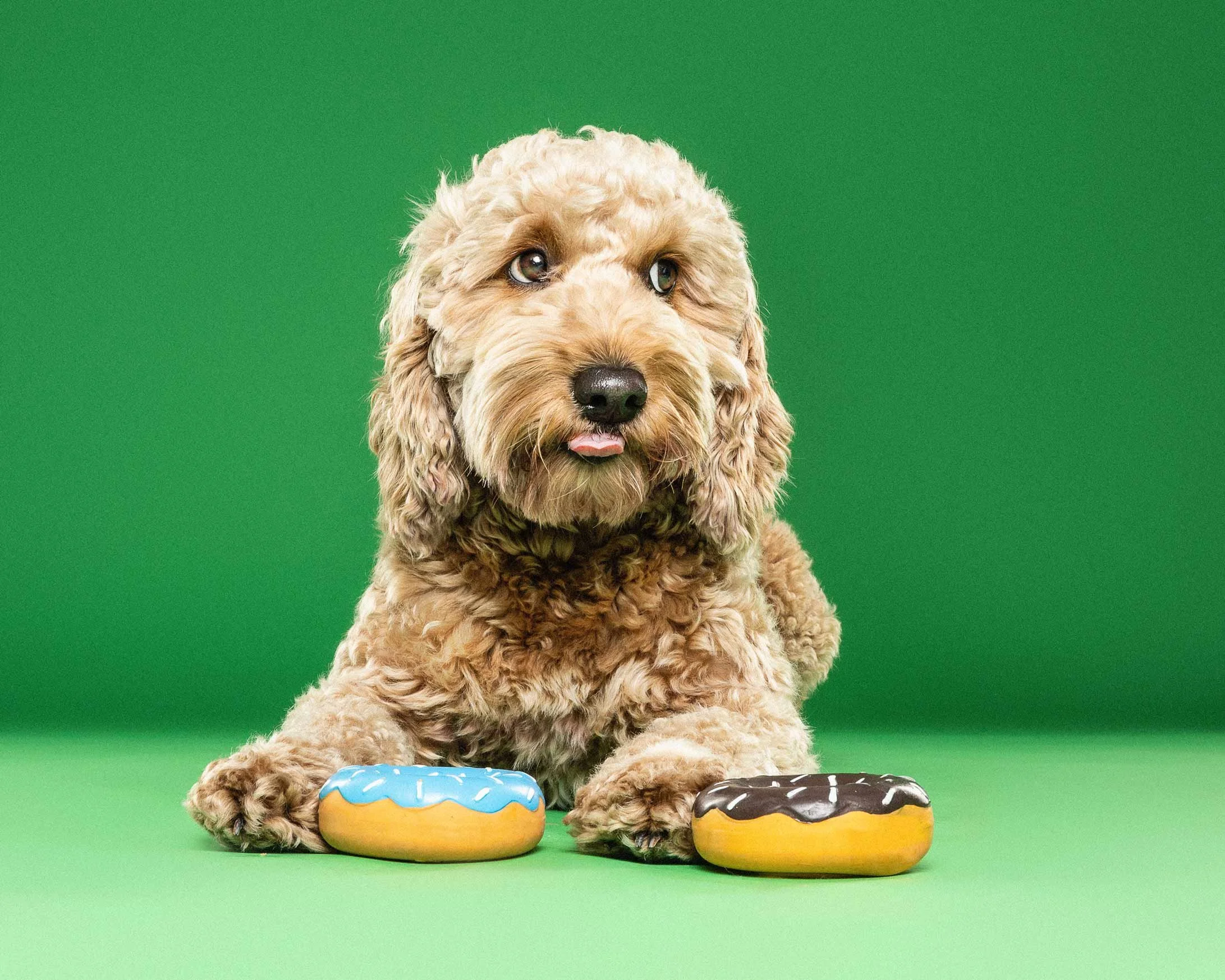 A light brown curly-haired dog with a dark nose and expressive eyes sitting on a green background, with two decorated donuts in front of its paws.