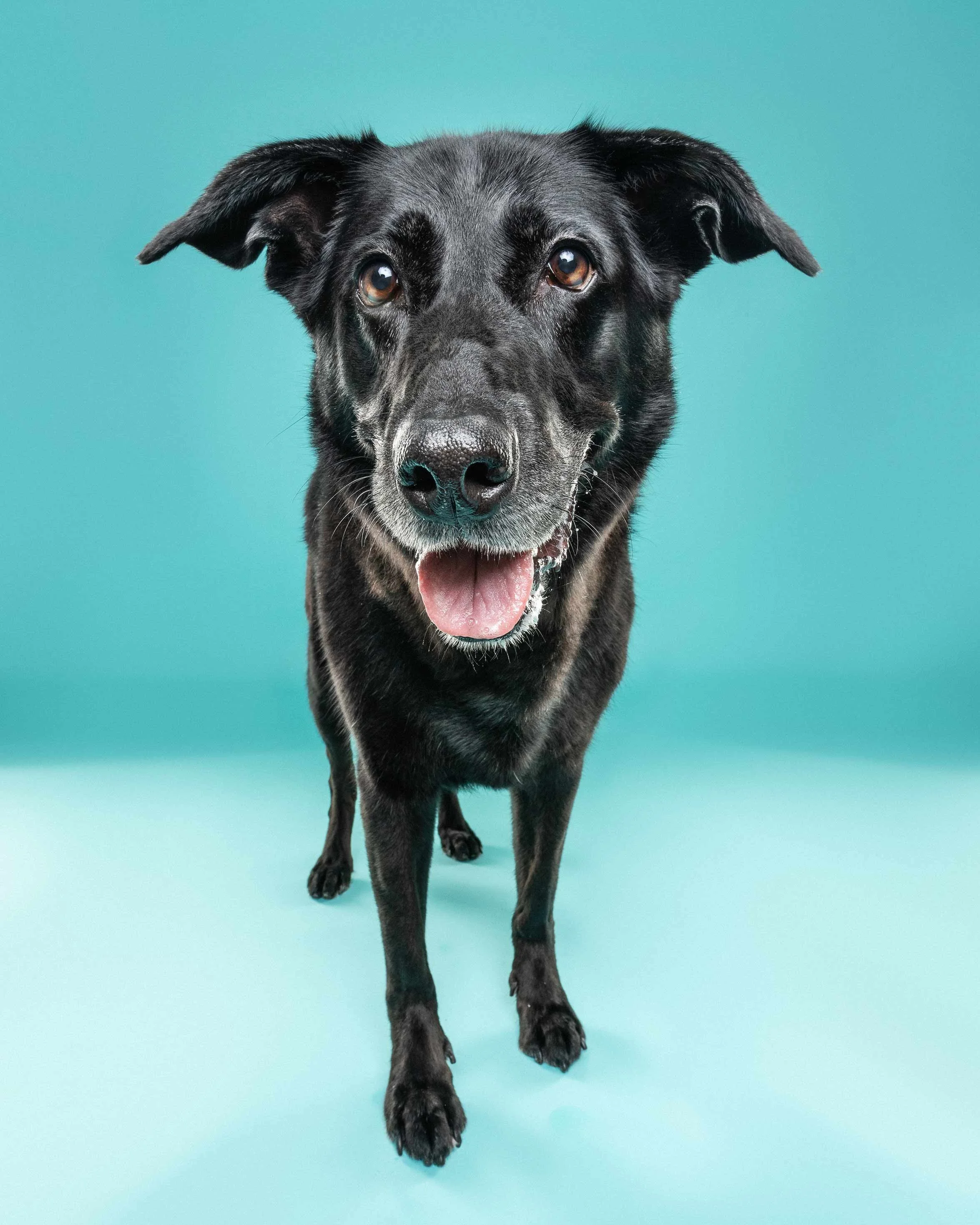 A black dog with brown eyes and a pink tongue standing on a teal background.