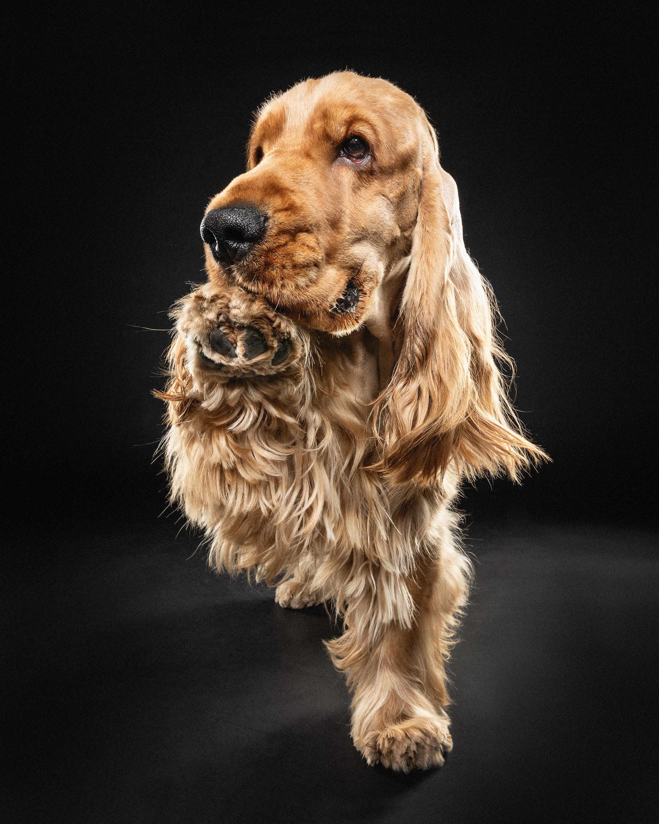 Close-up of a golden retriever dog with one paw raised, against a black background.