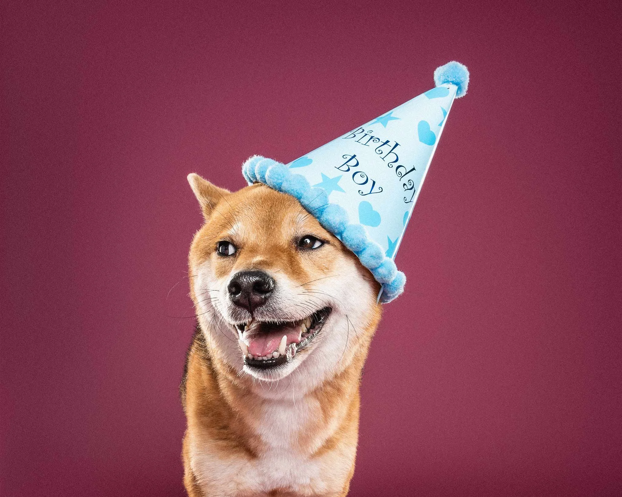 A happy dog wearing a light blue birthday party hat with stars and hearts, against a maroon background.
