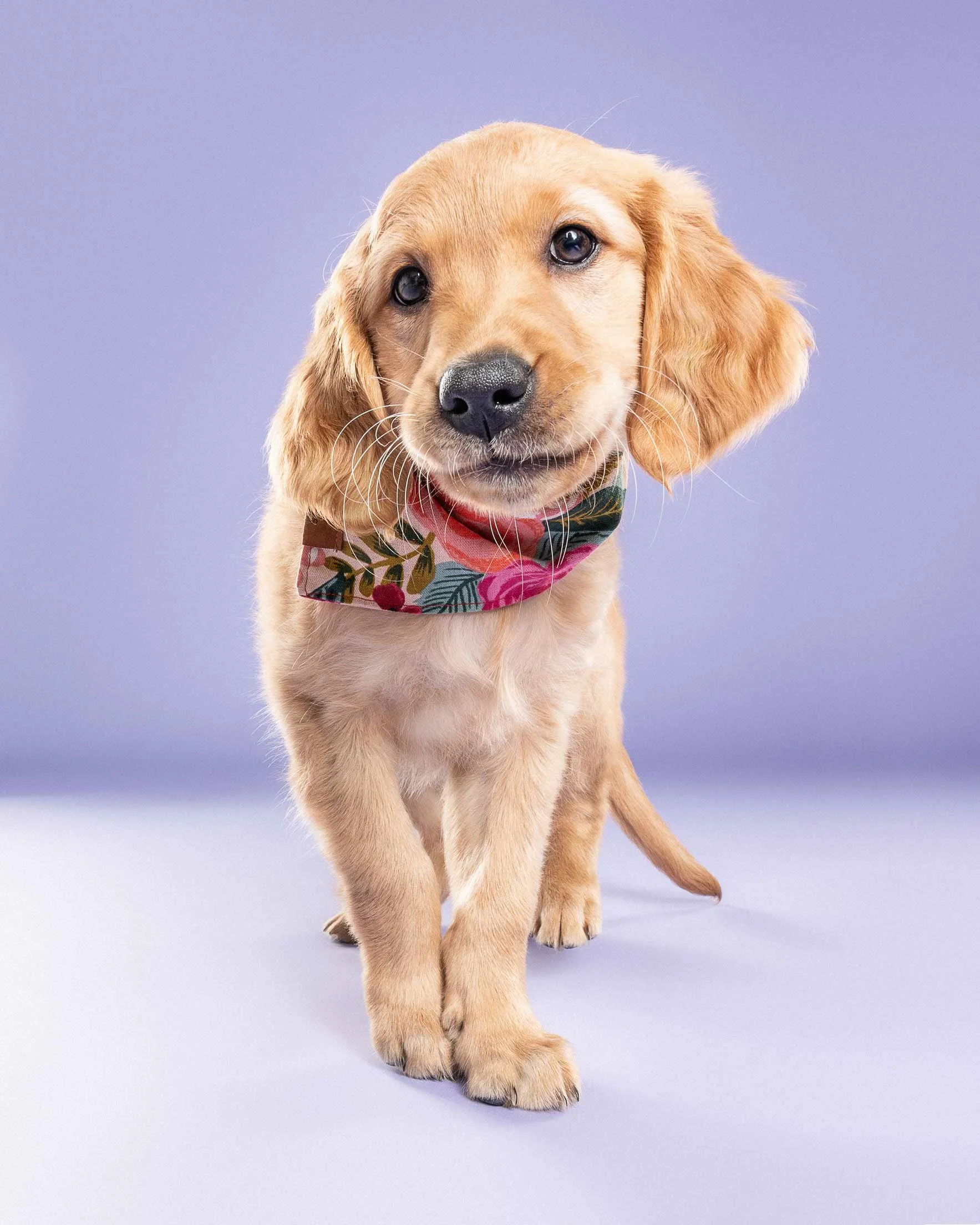 A young golden retriever puppy walking towards the camera, wearing a floral bandana, against a plain purple background.