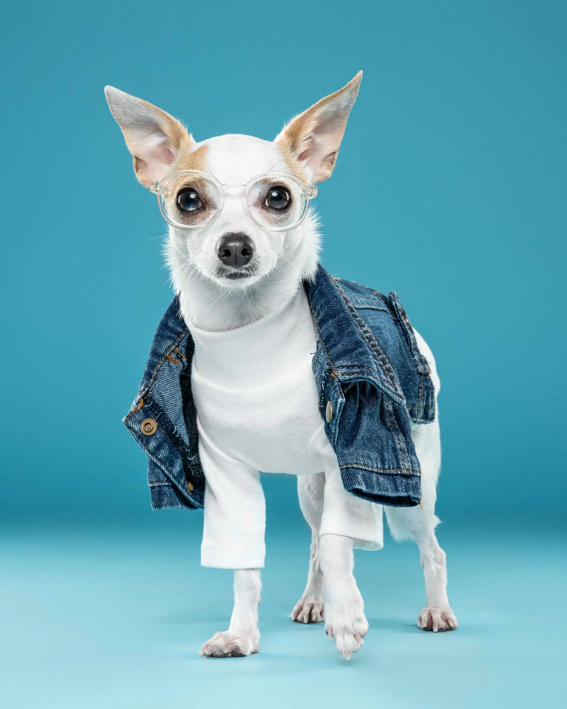 A small dog wearing glasses, a white t-shirt, and a denim jacket against a turquoise background.