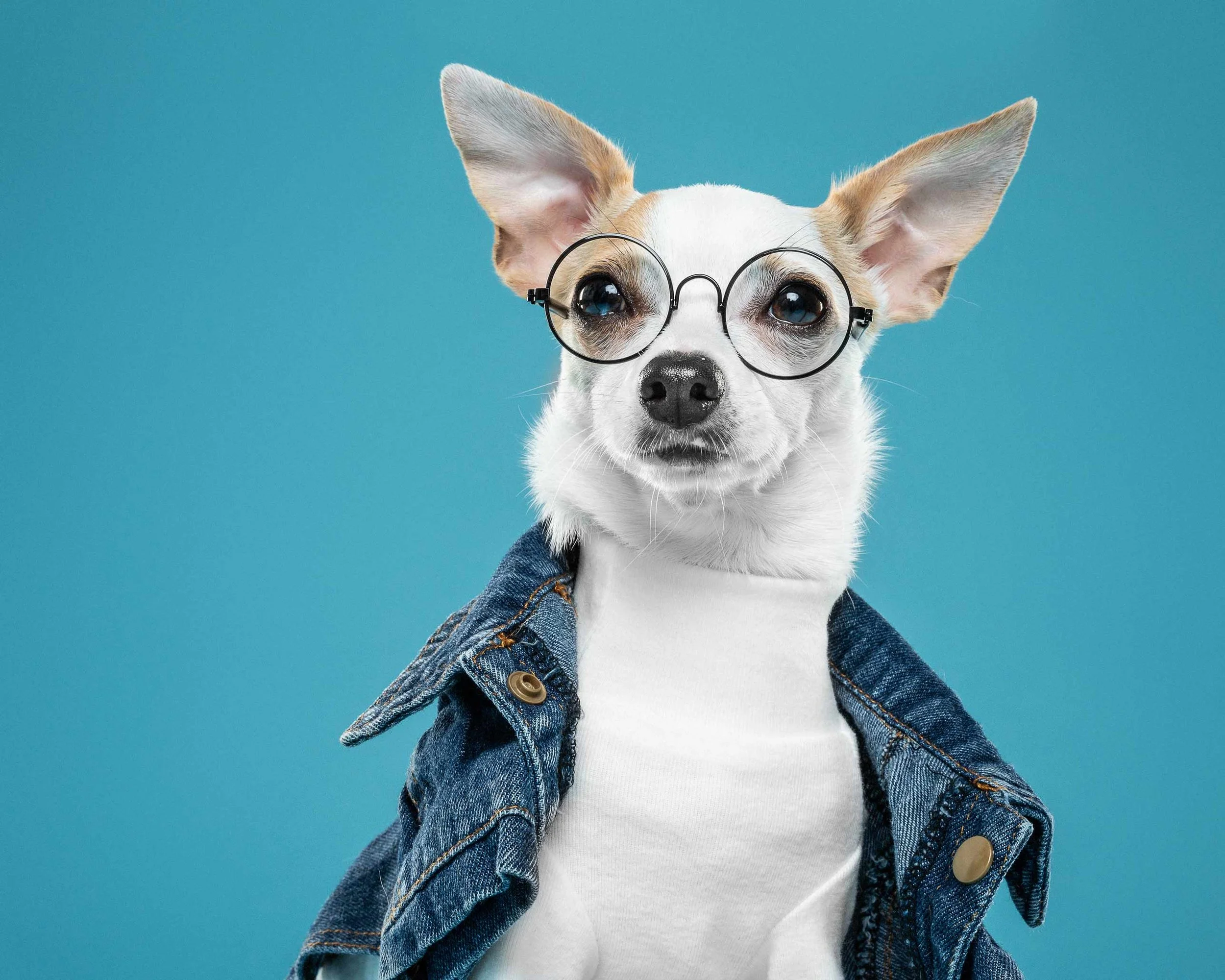 A small dog wearing round glasses and a denim jacket against a blue background.