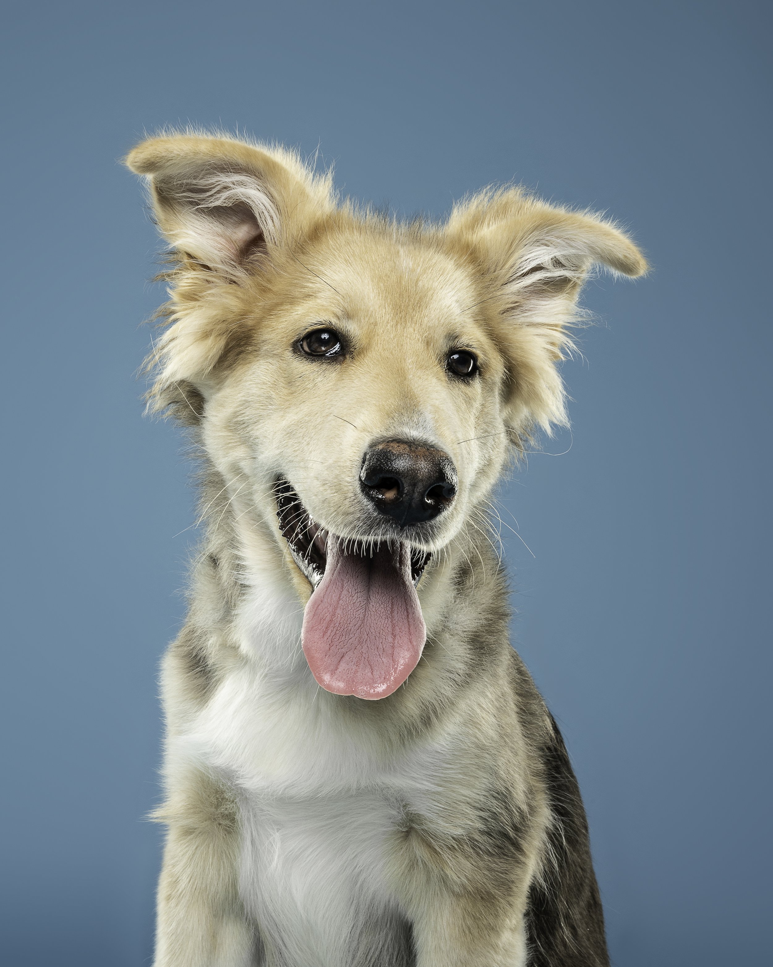 Close-up of a happy, alert mixed-breed dog with tan, white, and black fur, showing its pink tongue and bright eyes against a teal background.
