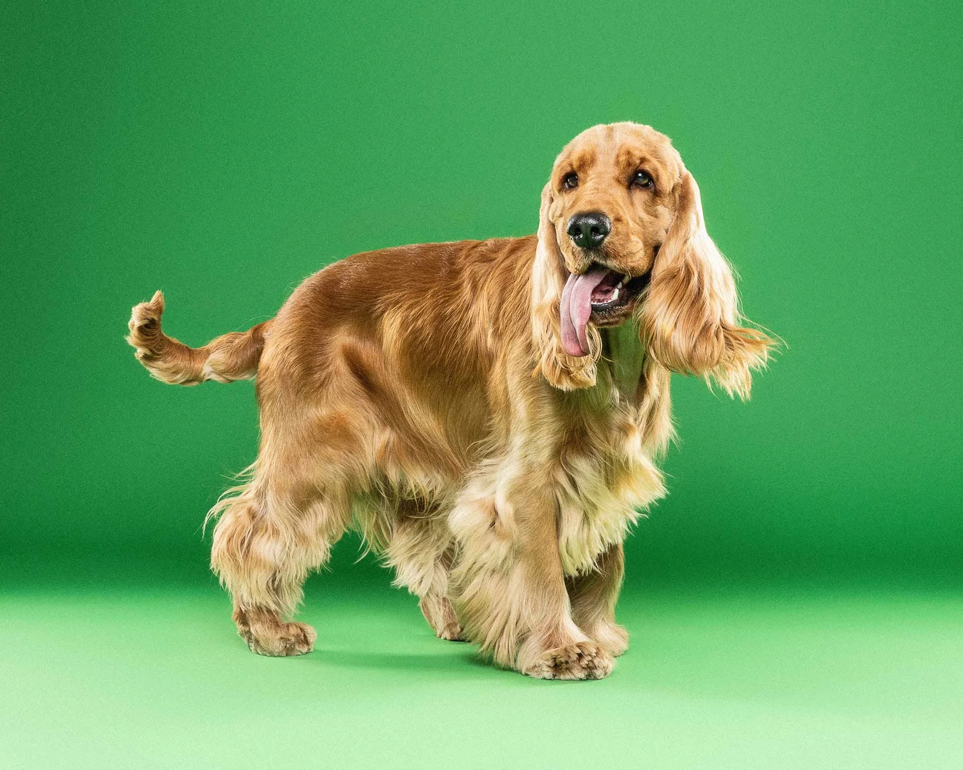 Golden retriever dog standing on green background, panting with tongue out.