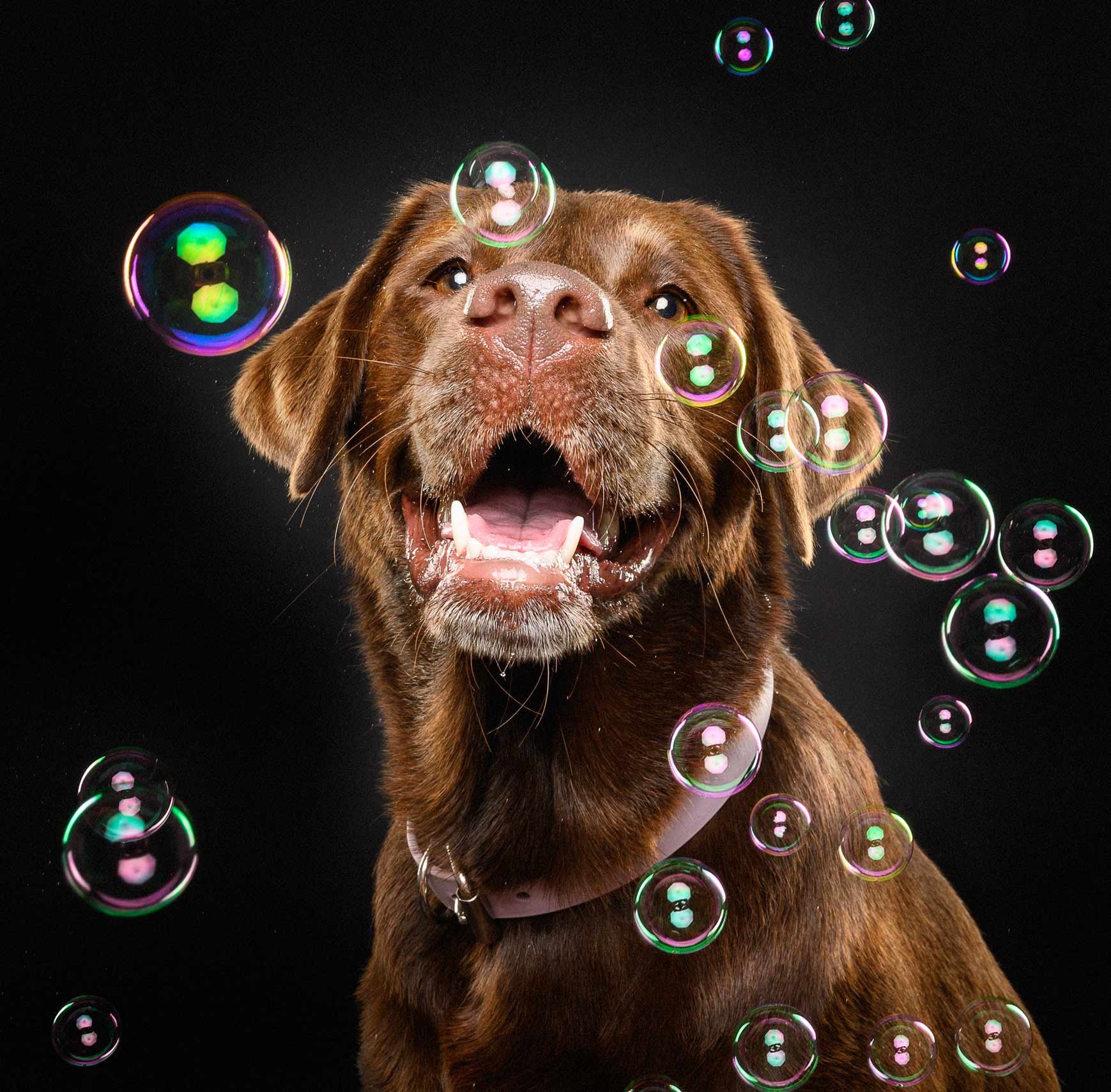 A happy brown dog with an open mouth surrounded by soap bubbles against a black background.