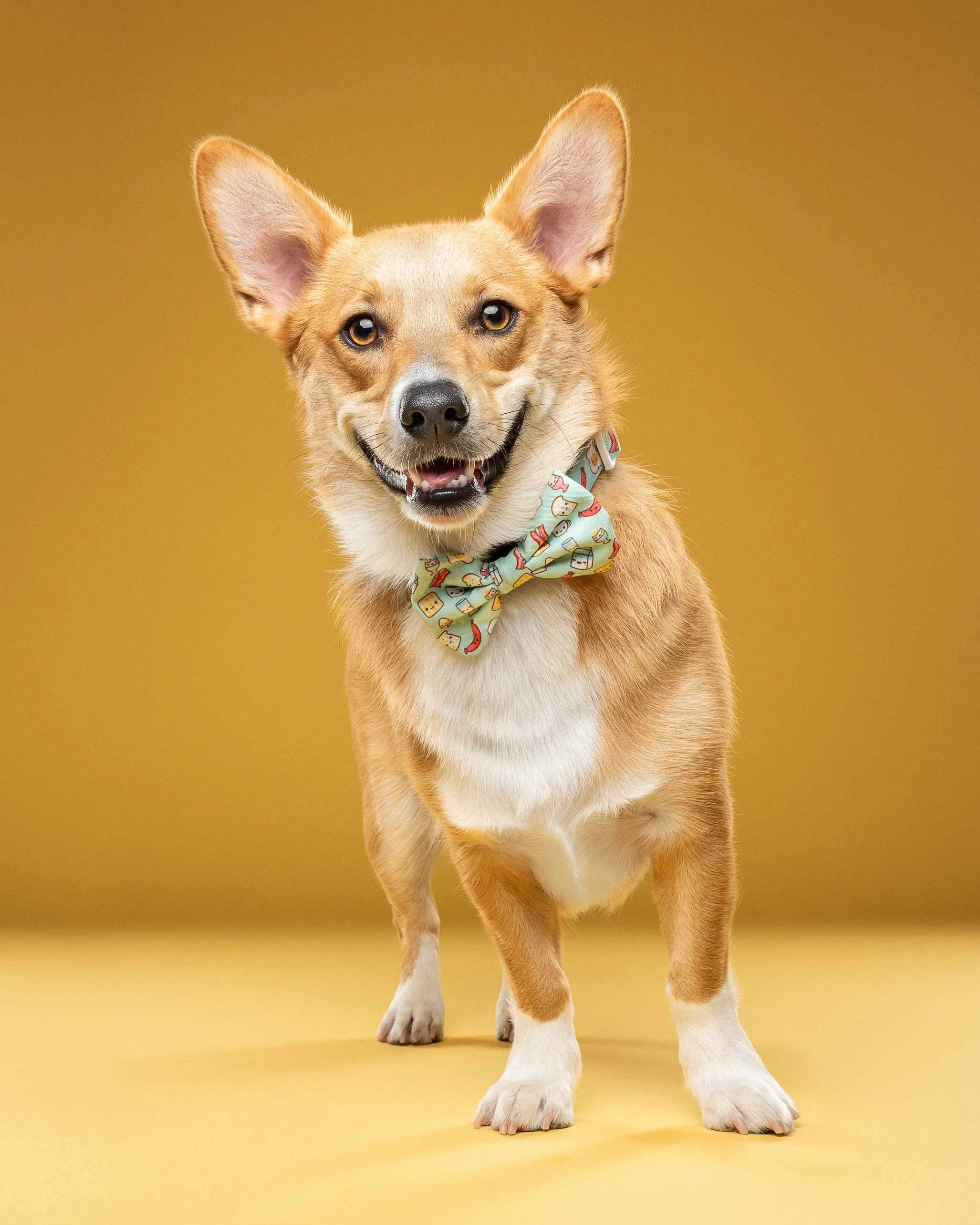A happy Corgi dog with large ears, wearing a colorful bandana with pictures of bread, standing on a yellow background.