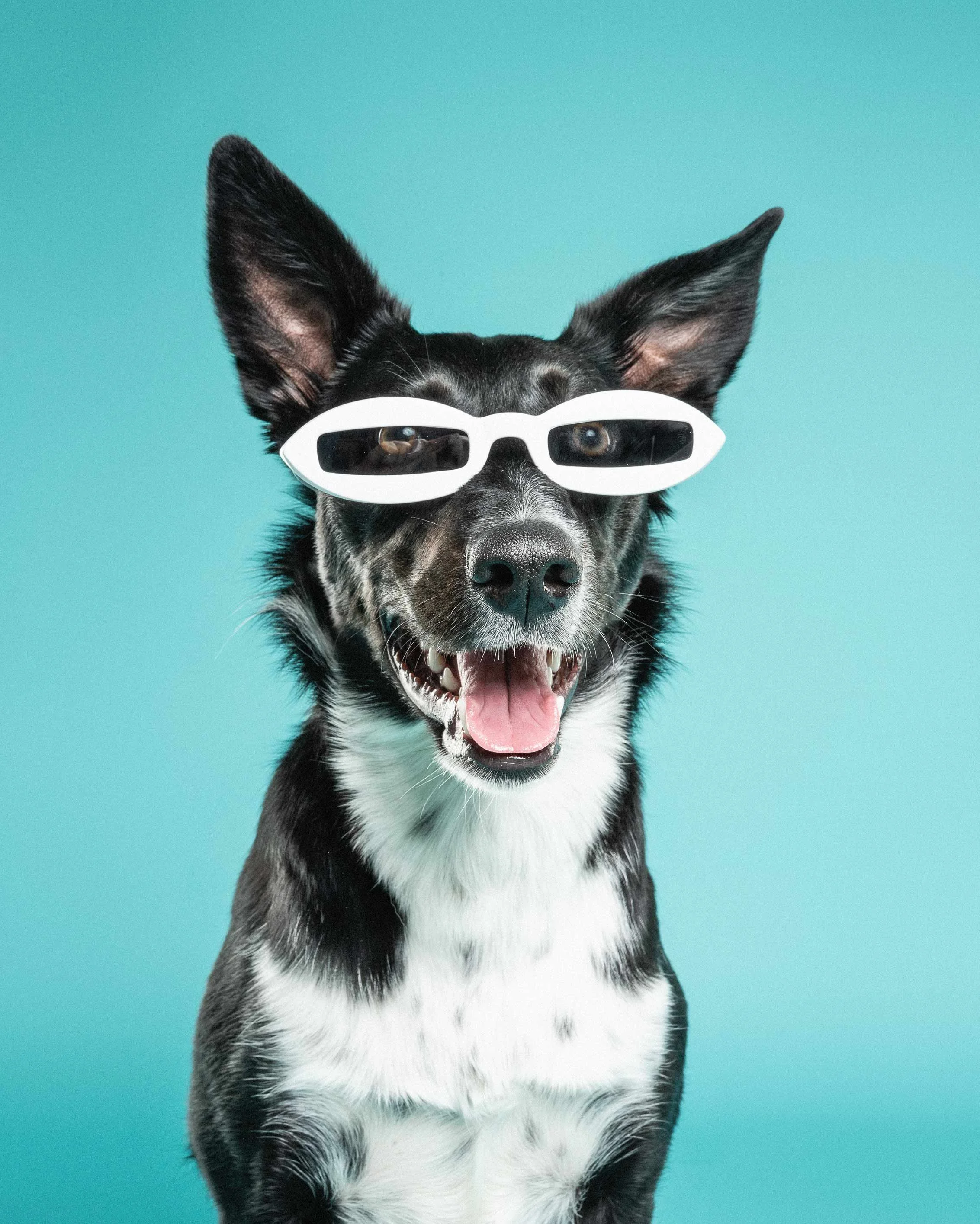 Black and white dog wearing white 3D glasses against a blue background.