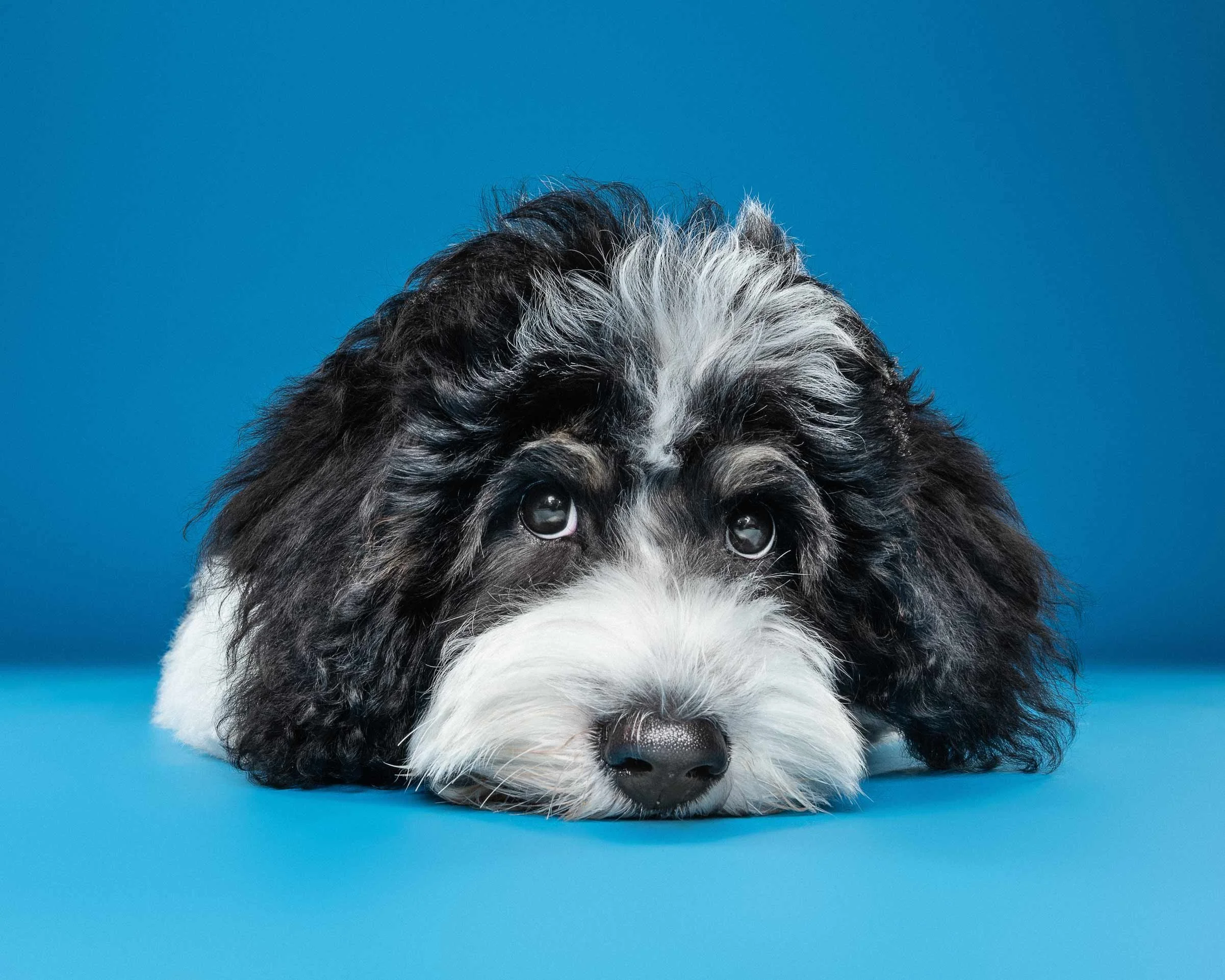 A black and white puppy with curly fur resting its head on a blue surface against a solid blue background.