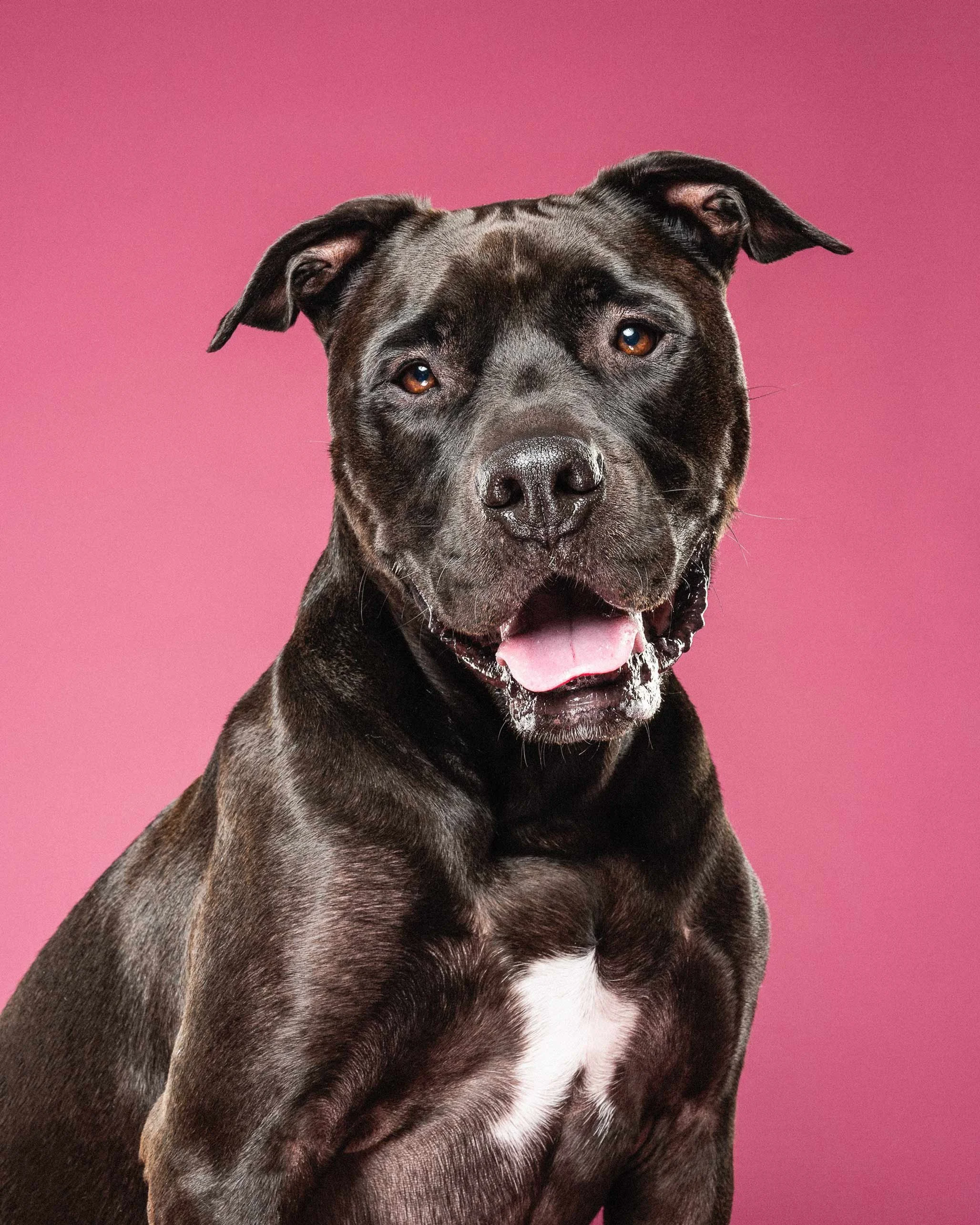 Close-up of a black and white dog, possibly a pitbull, with a pink background.