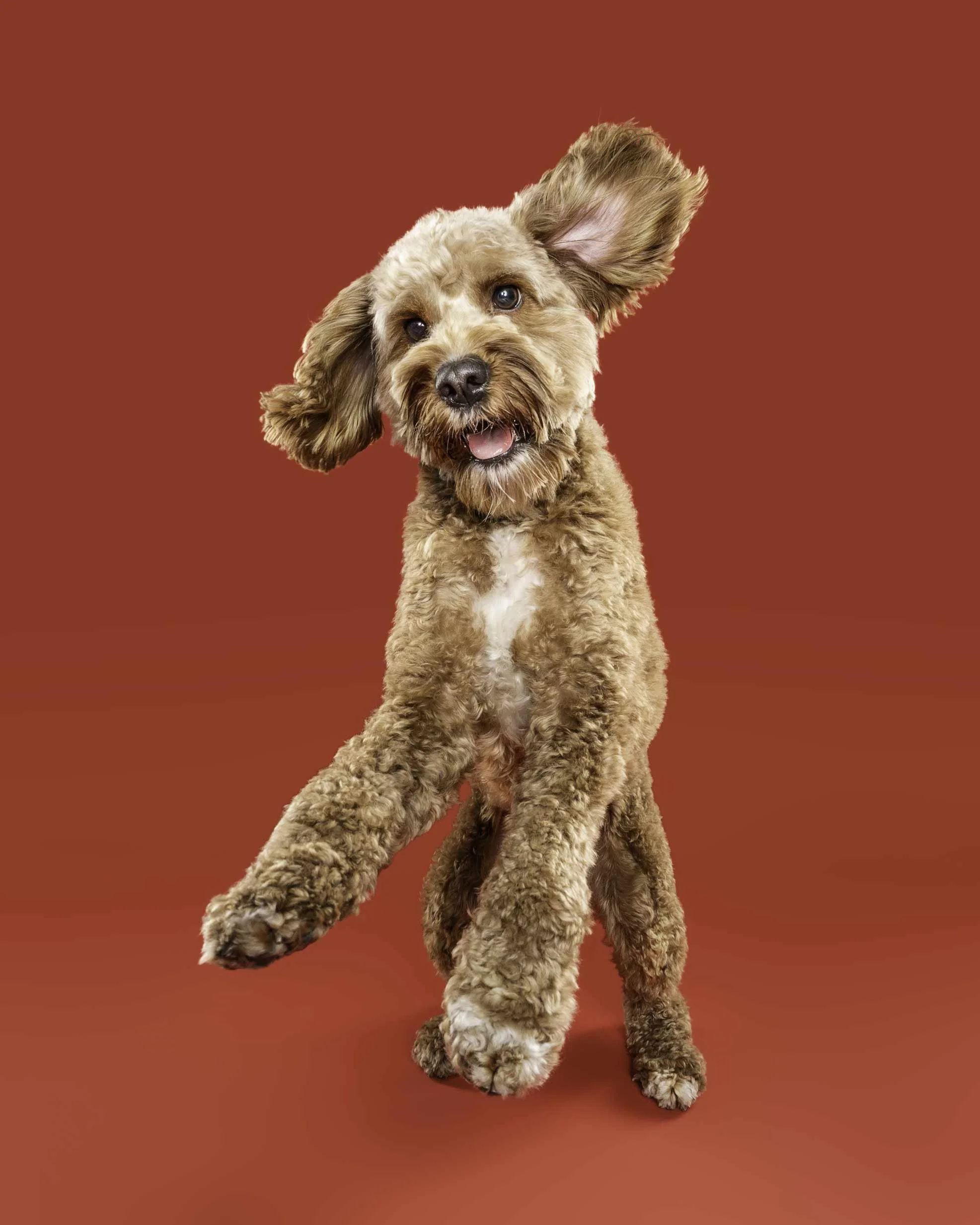 A playful brown and tan curly-haired dog with one floppy ear standing on a red background.